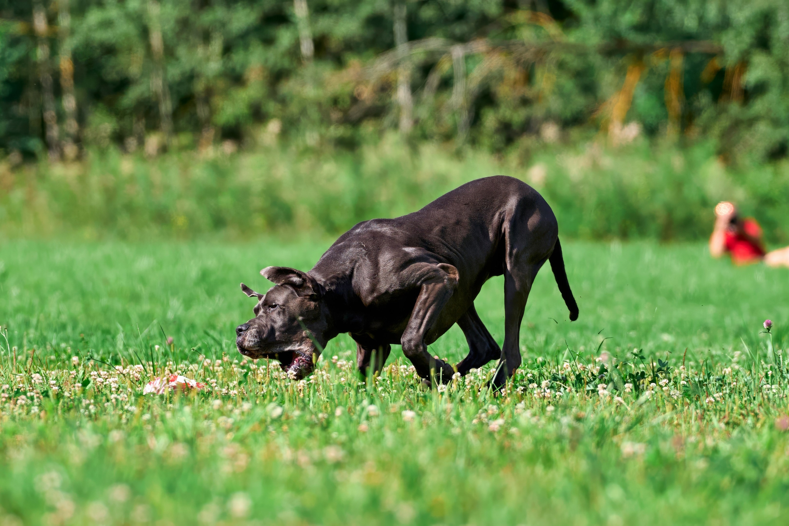 Тренировка в Донино. Фотограф-анималист Михаил Манухин