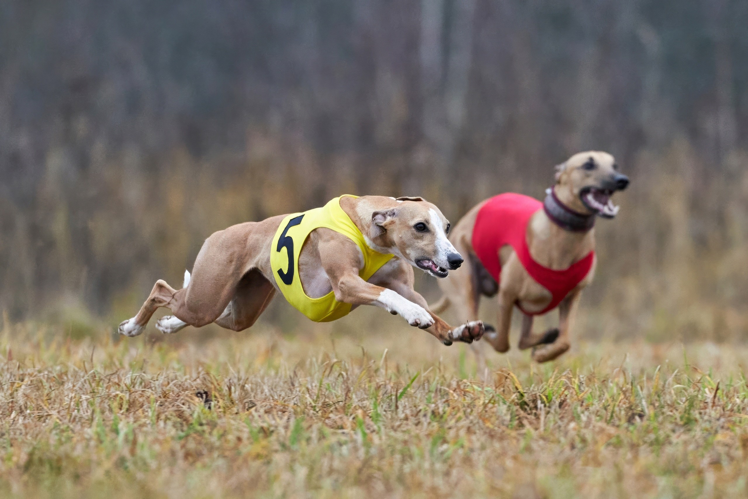 Состязания свор «Тройки». Фотограф-анималист Михаил Манухин