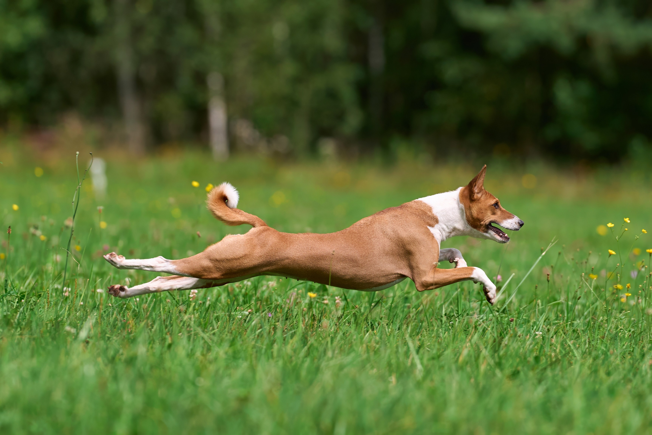 Тренировка в Донино. Фотограф-анималист Михаил Манухин