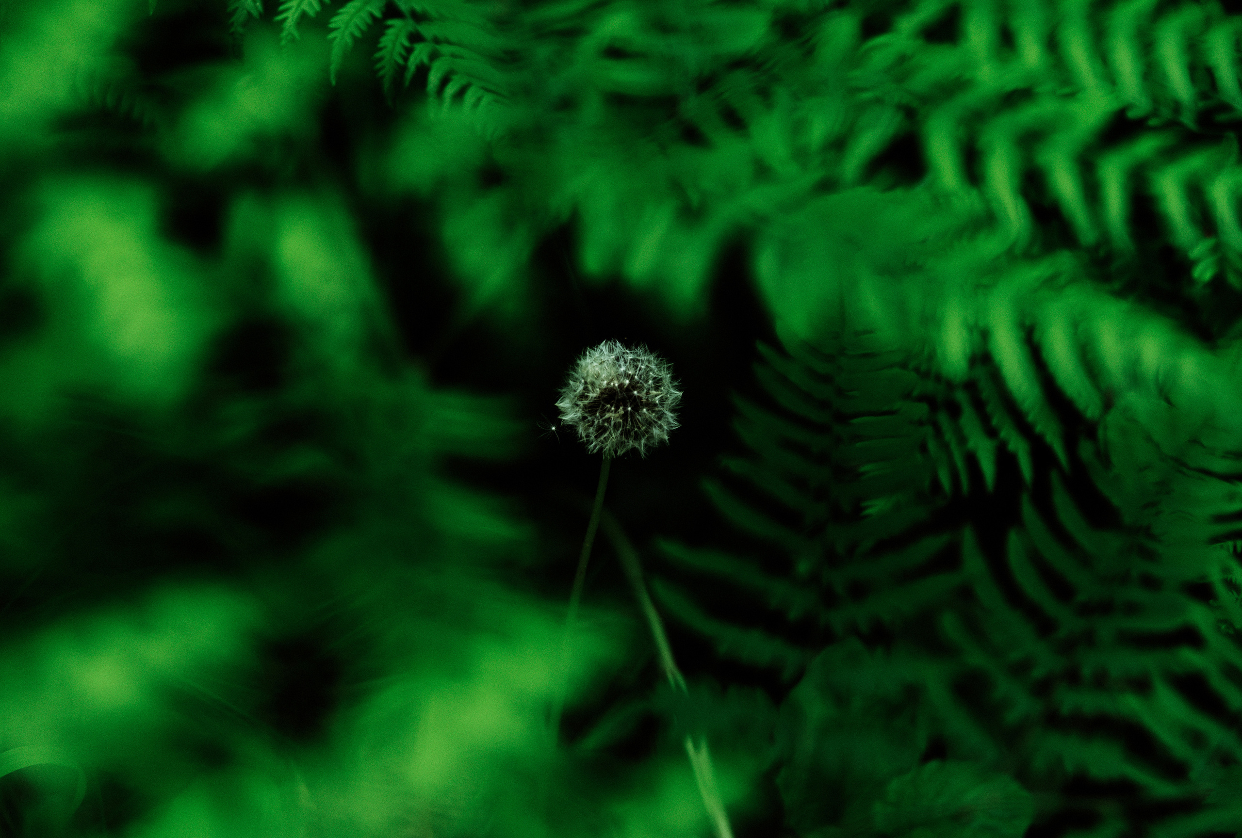 Художественные фотографии и фотокартины на продажу. Фотограф (photographer) Lischinski Vitaliy