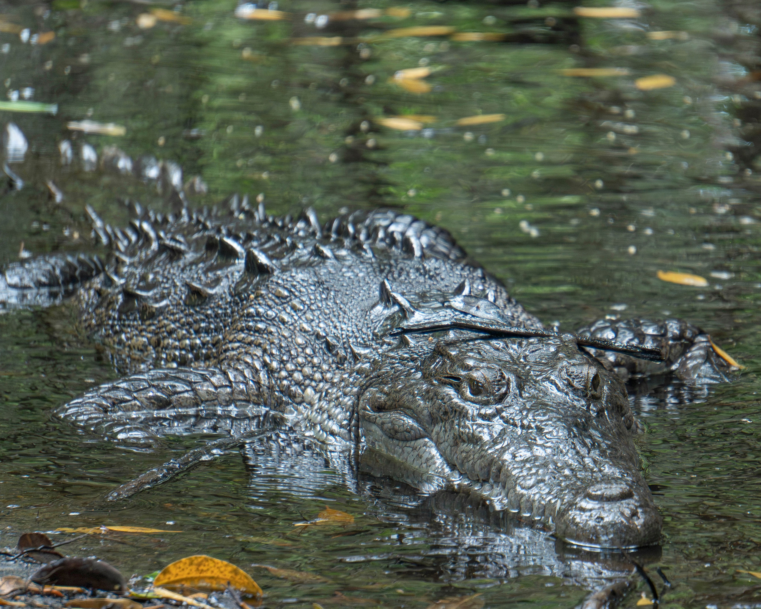Crocos’ Paradise. CDMX Photography | Alex Klenin| Portrait & Event Photographer