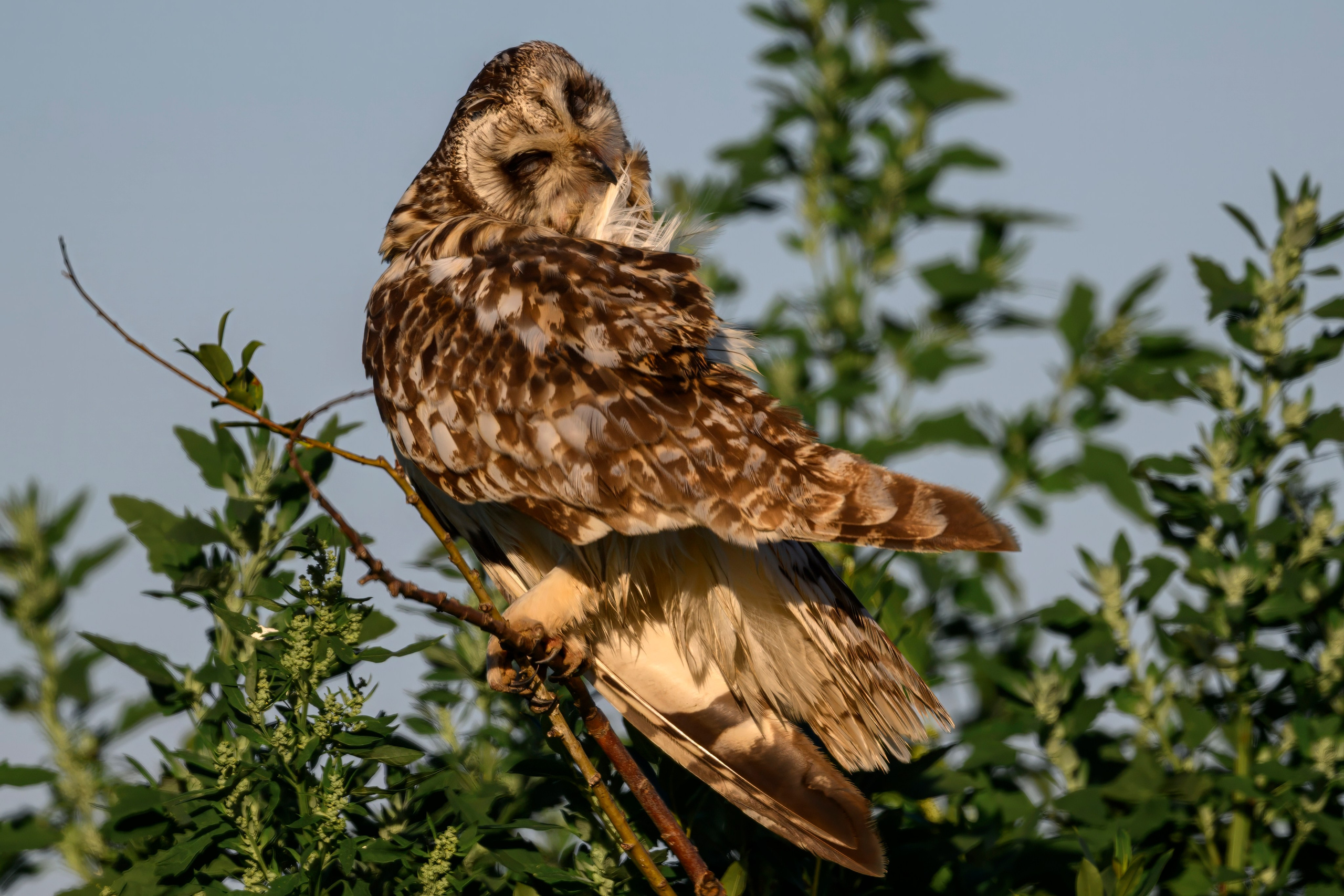 Утренний моцион совы. Owl's morning routine. Wildlife photography by Sergey Puponin