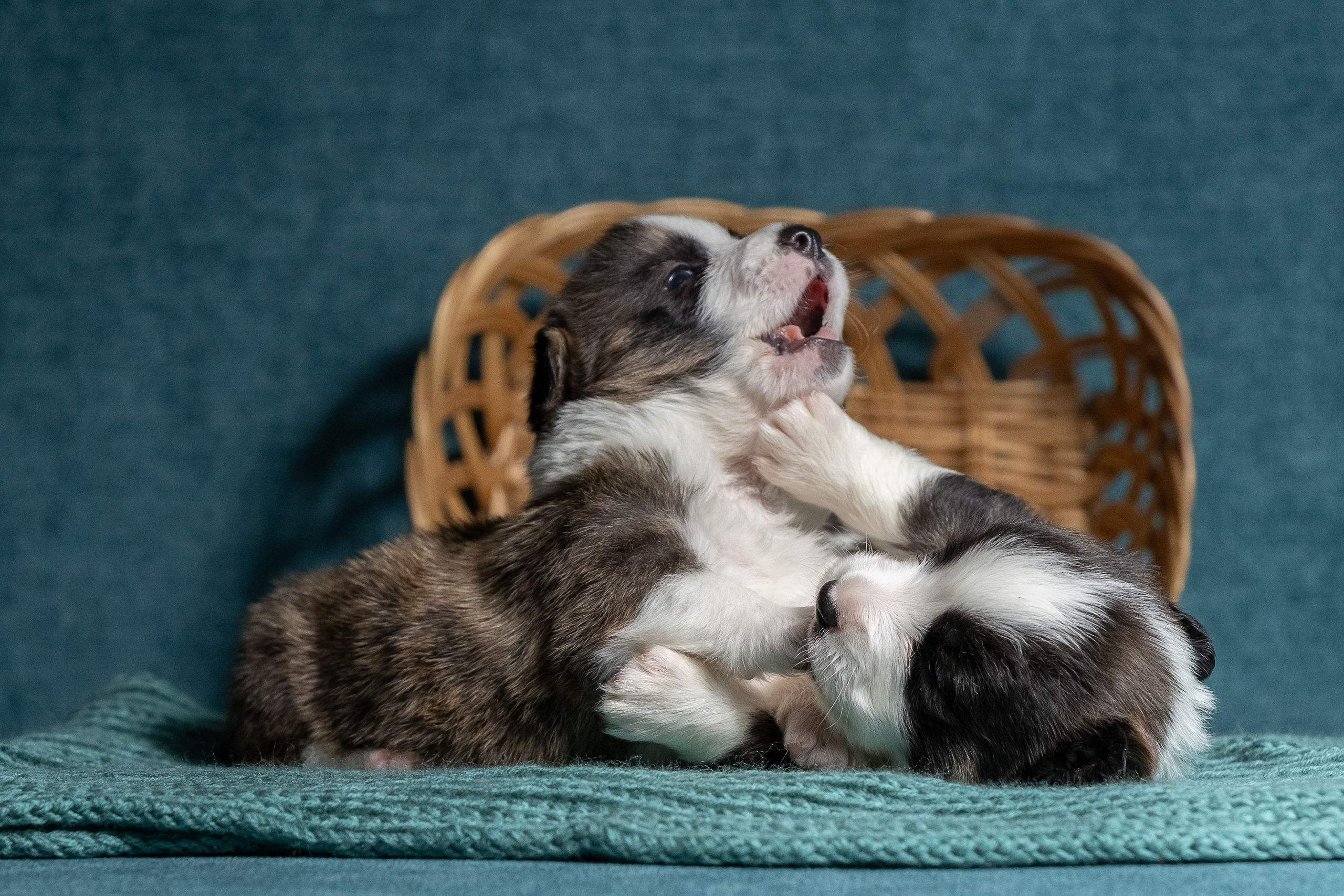 Купить щенка вельш корги кардиган из питомника Ice Fantasy. Купить щенка Вельш-корги-кардиган в семейном питомнике — Ice Fantasy