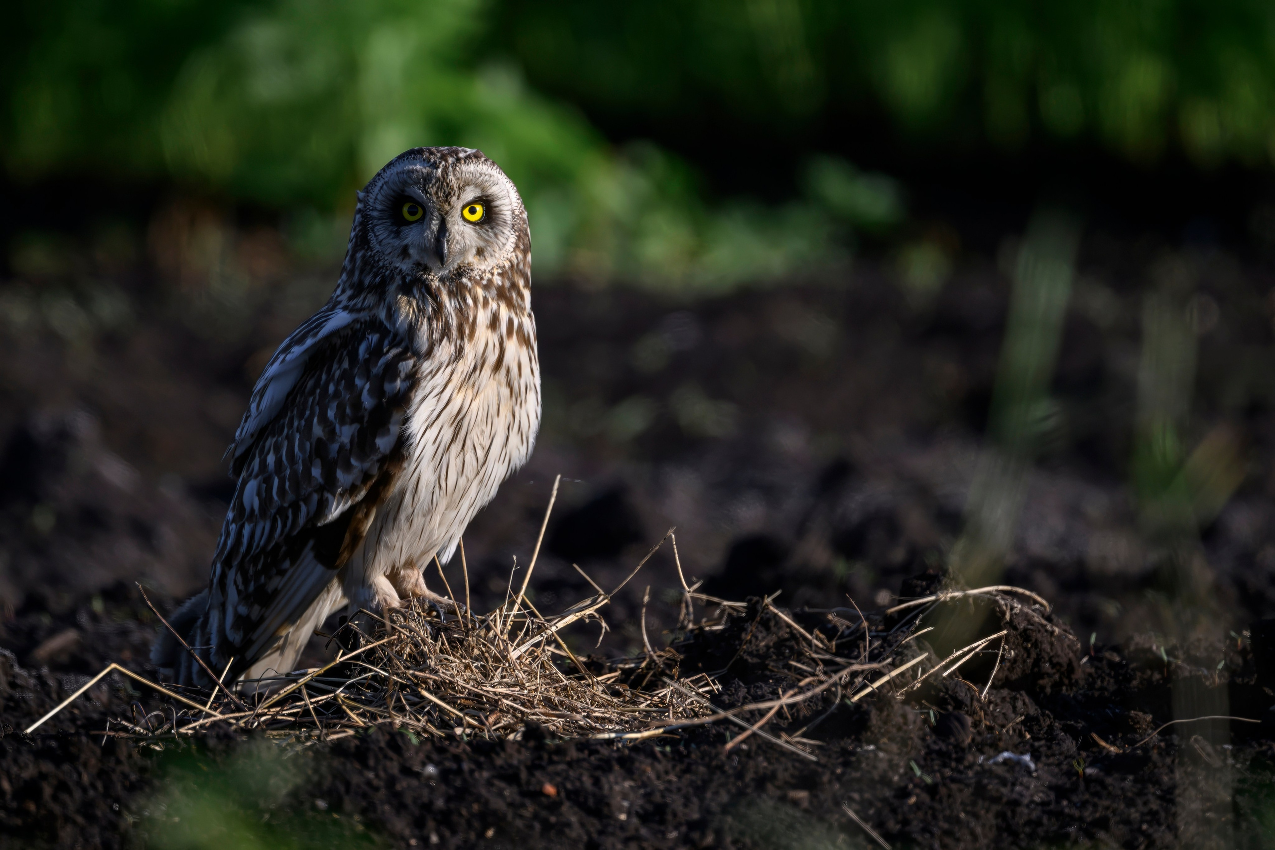 Сова и совята. Owl and owlets. Фотограф Сергей Пупонин