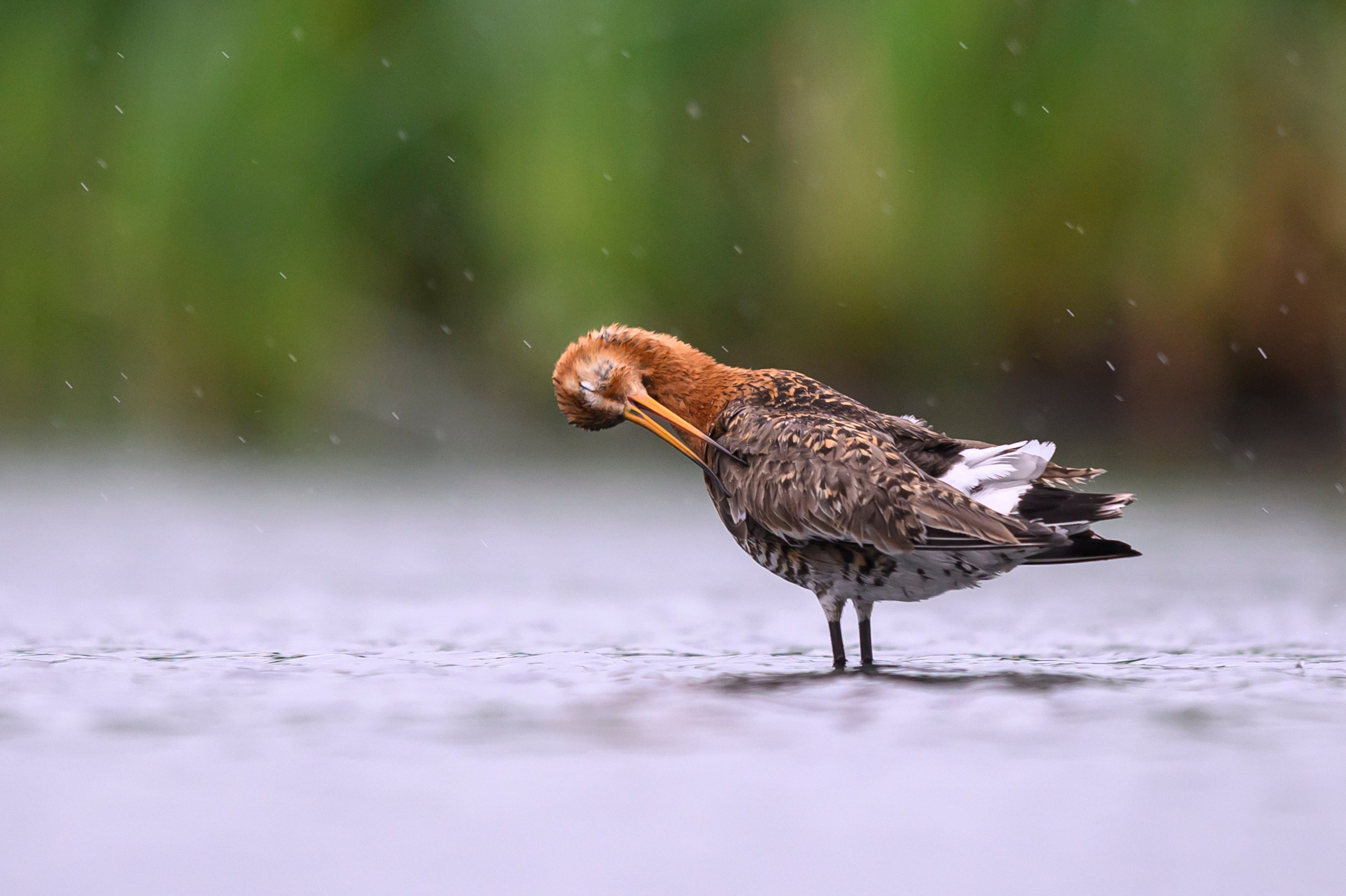 Поручейники и большой веретенник. Wildlife photography by Sergey Puponin
