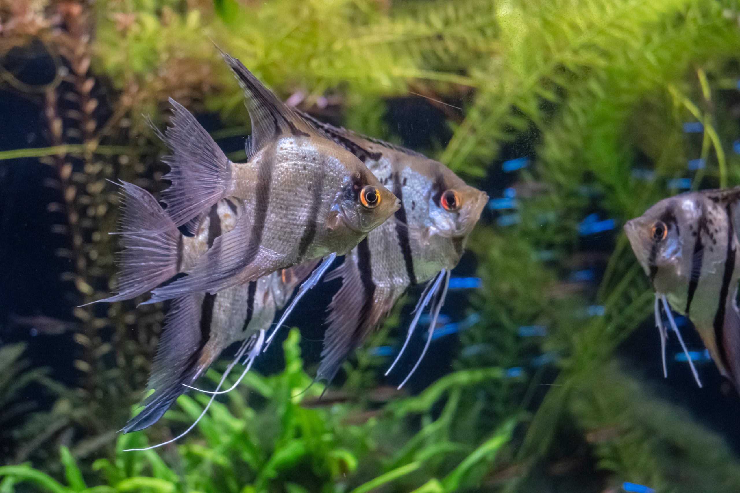 Москвариум. Фотограф Роман Адлер