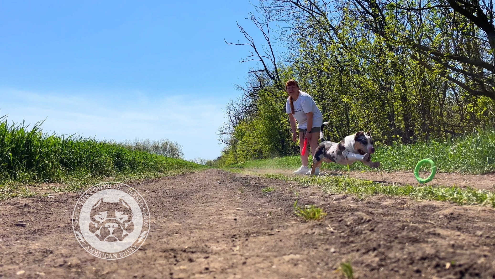Щеночки от Каспера и Асти. Американский Булли в г. Ростов-на-Дону. Питомник THE POWER OF SIBERIA