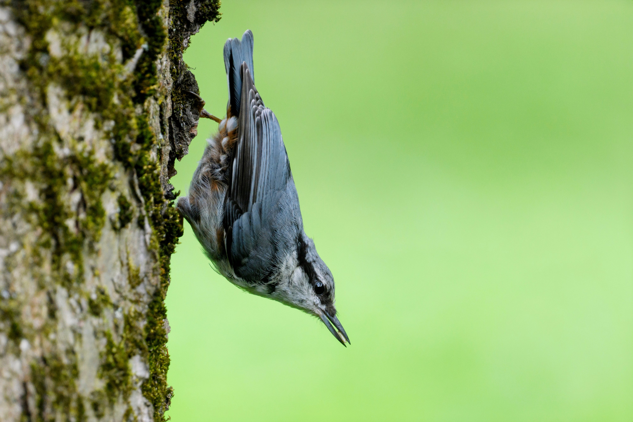 ГБС, Москва. Фотограф Сергей Пупонин