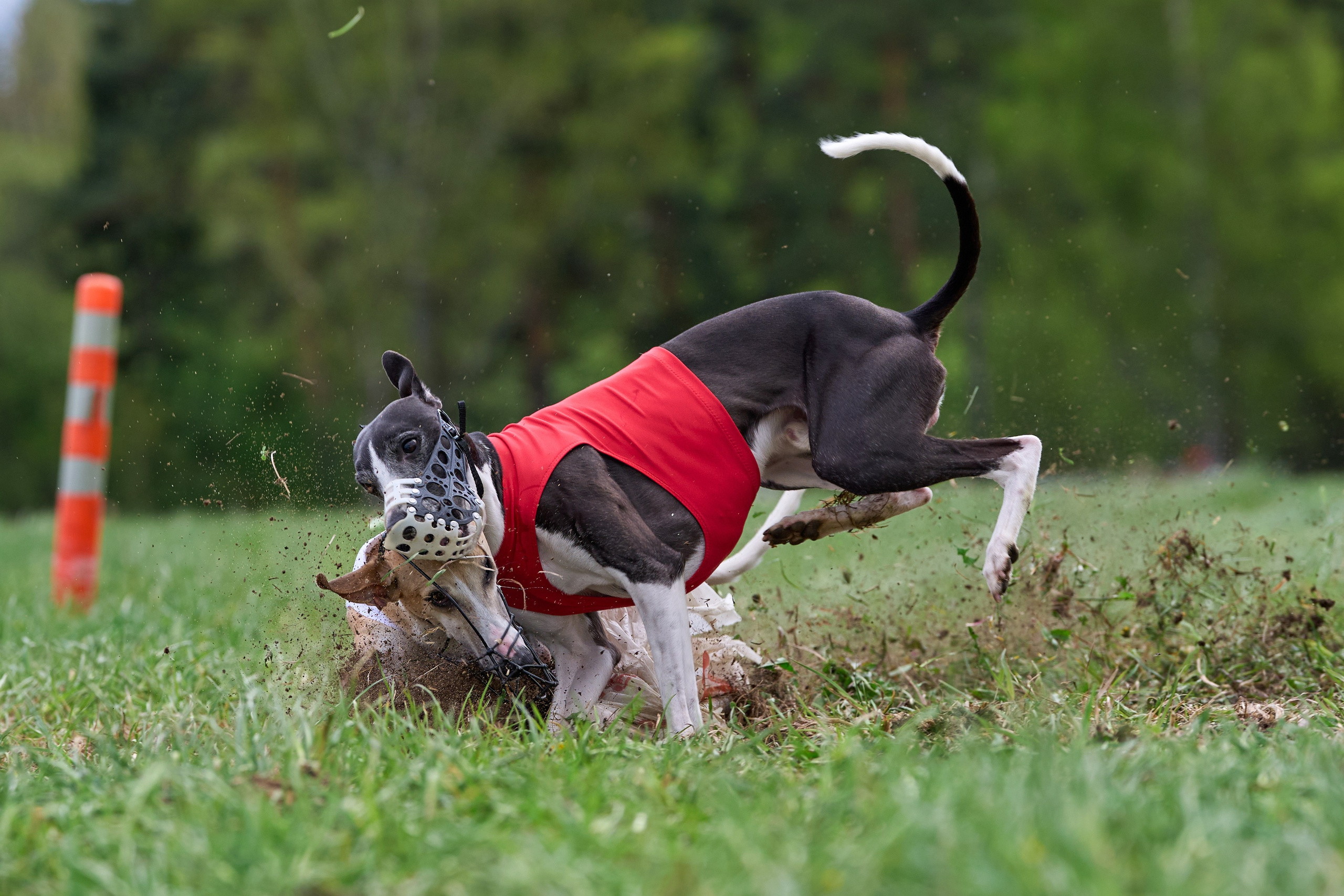 ПЧРКФ по курсингу. Фотограф-анималист Михаил Манухин