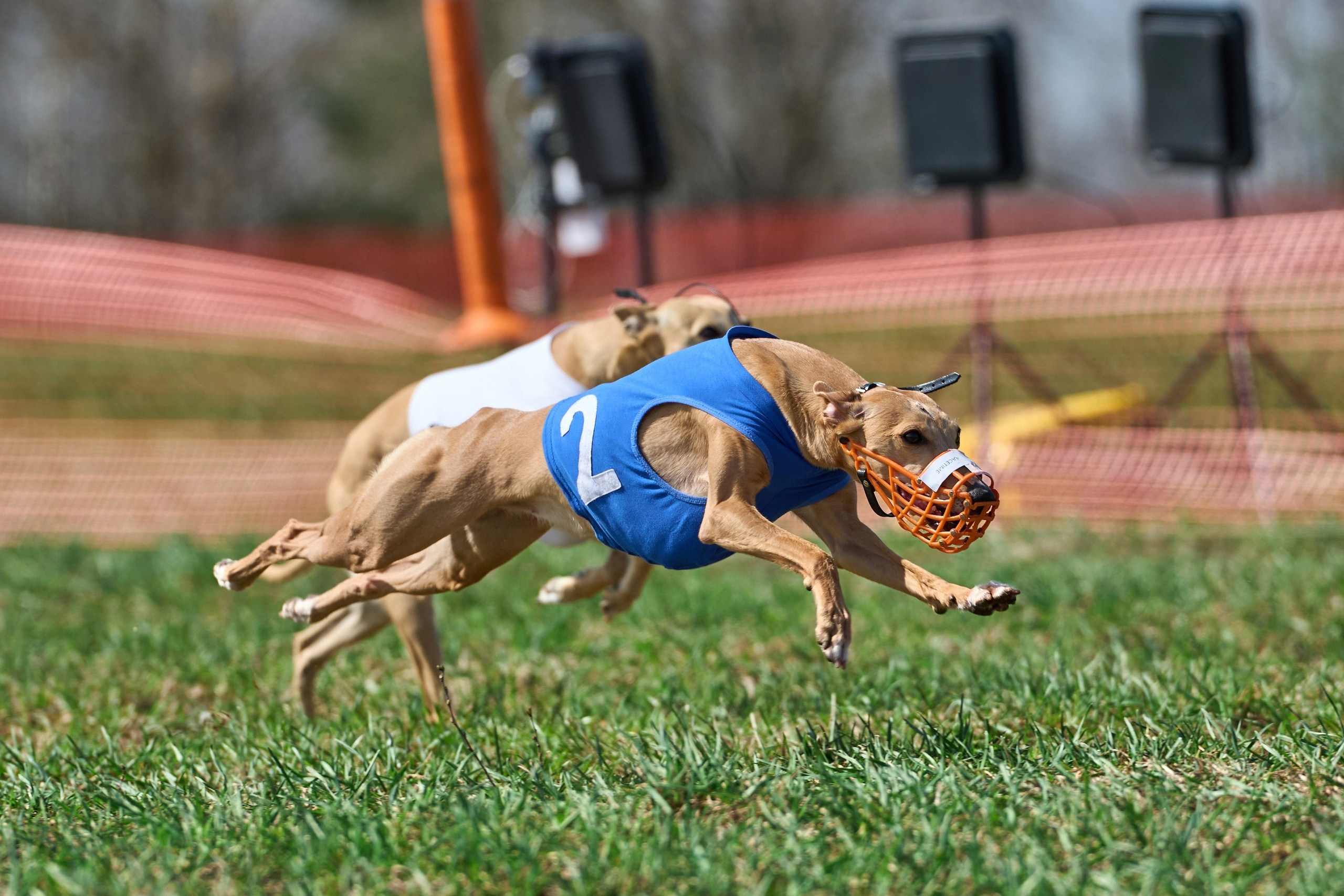 Квалификация по рейсингу. Фотограф-анималист Михаил Манухин