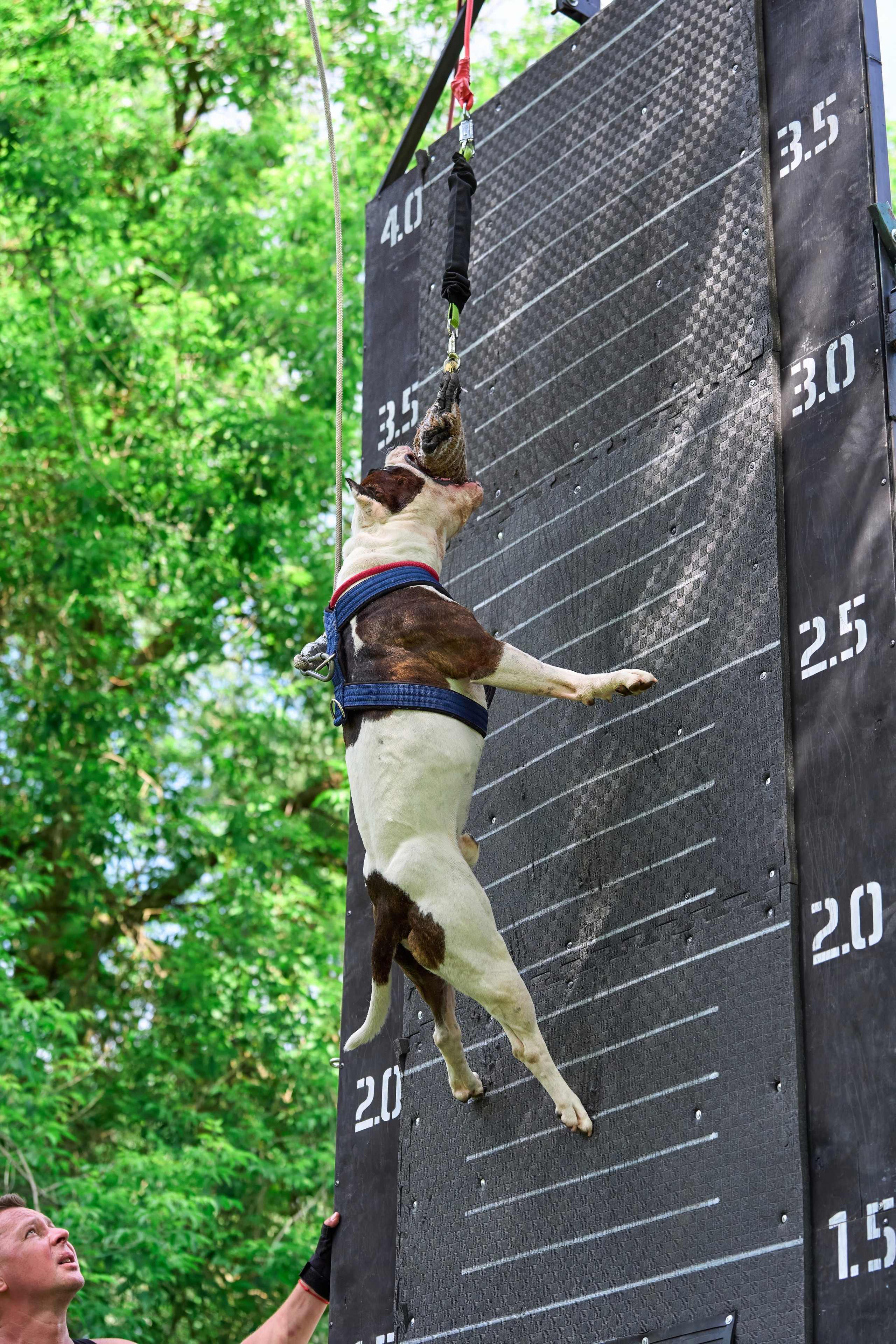 Двухдневные соревнования «Jump'n'Gym Fest — 2024». Фотограф-анималист Михаил Манухин