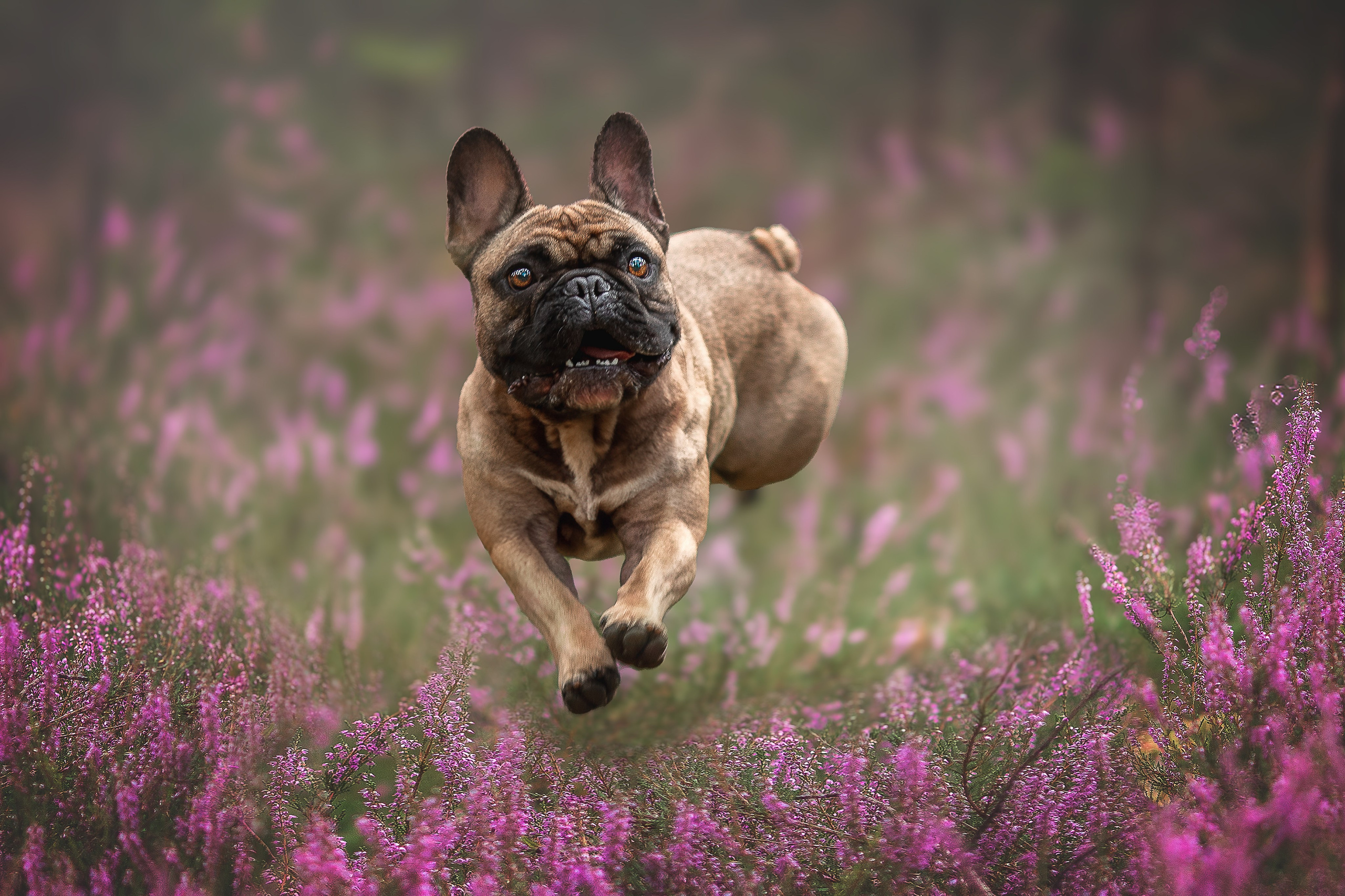 Обо мне. Фотограф-анималист в Москве и Подмосковье