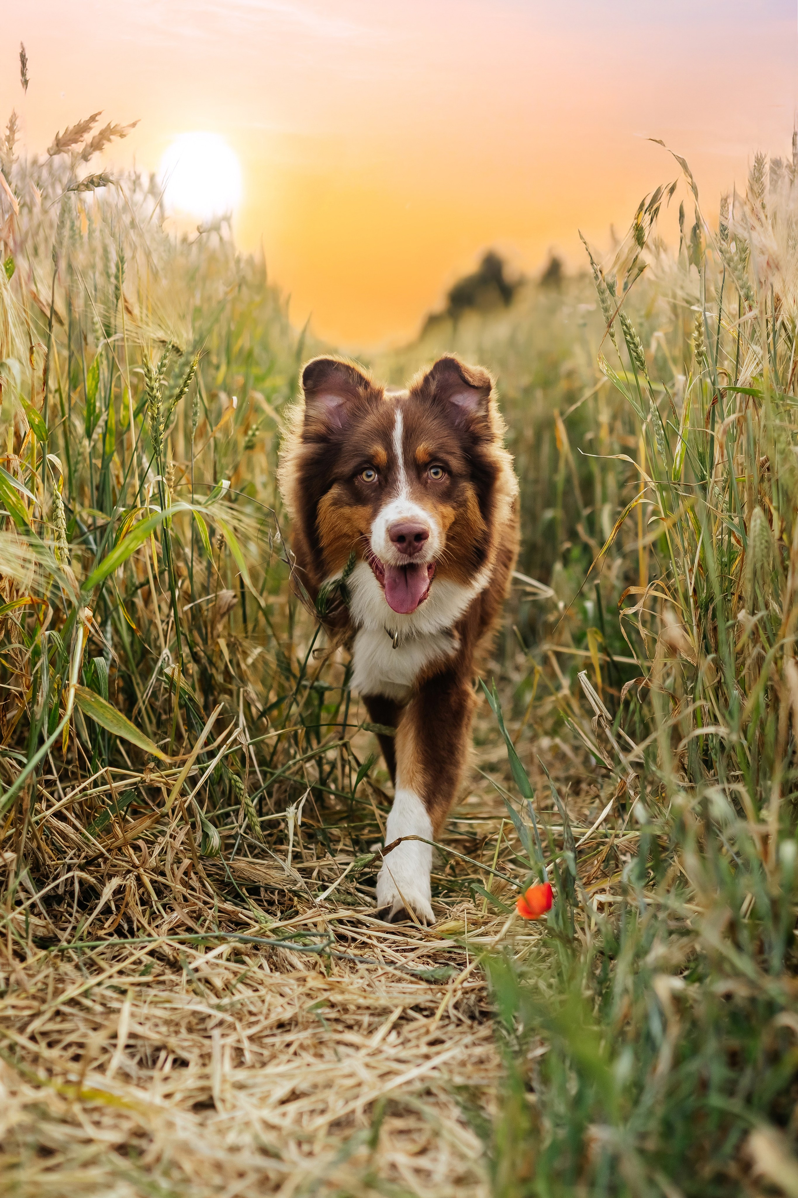 Портфолио animal. Фотограф — анималист Маргарита Хелбен Краснодар