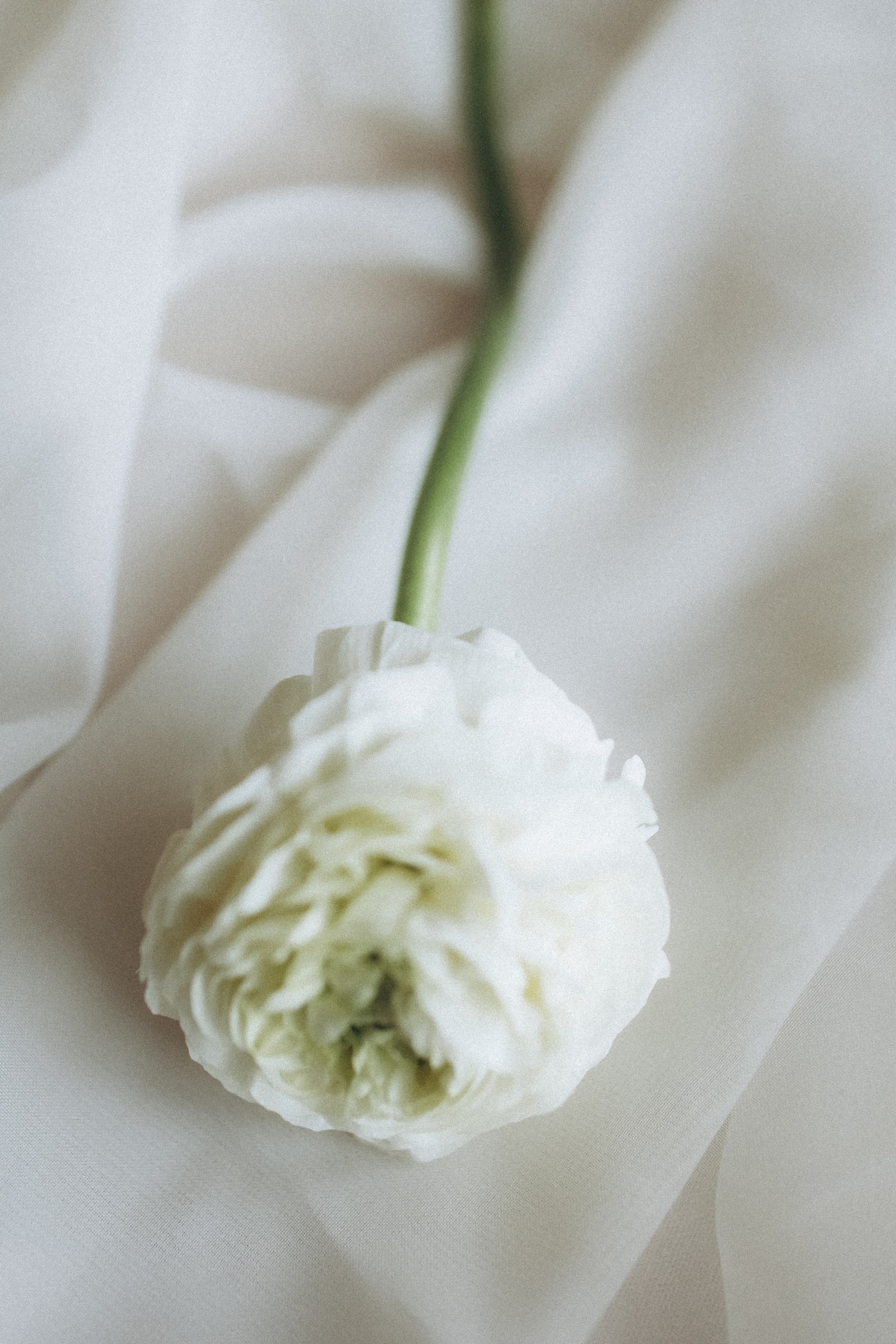 Свадебный, портретный, семейный фотограф. Севастополь, Ялта, Симферополь, Крым. Видеограф в Крыму на свадьбу