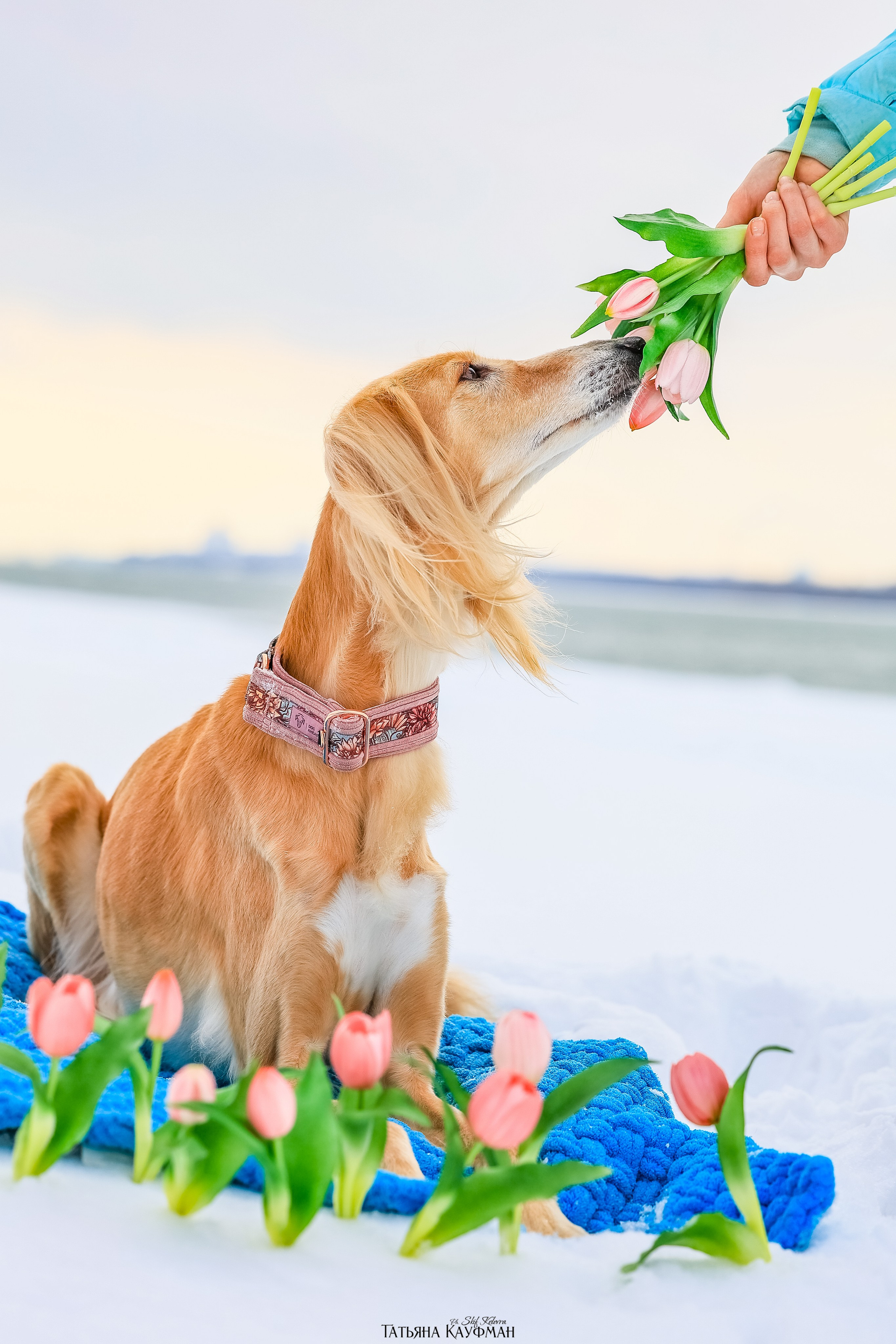 Салюки Флай и Лира. Фотограф Анималист из Новосибирска Татьяна Кауфман