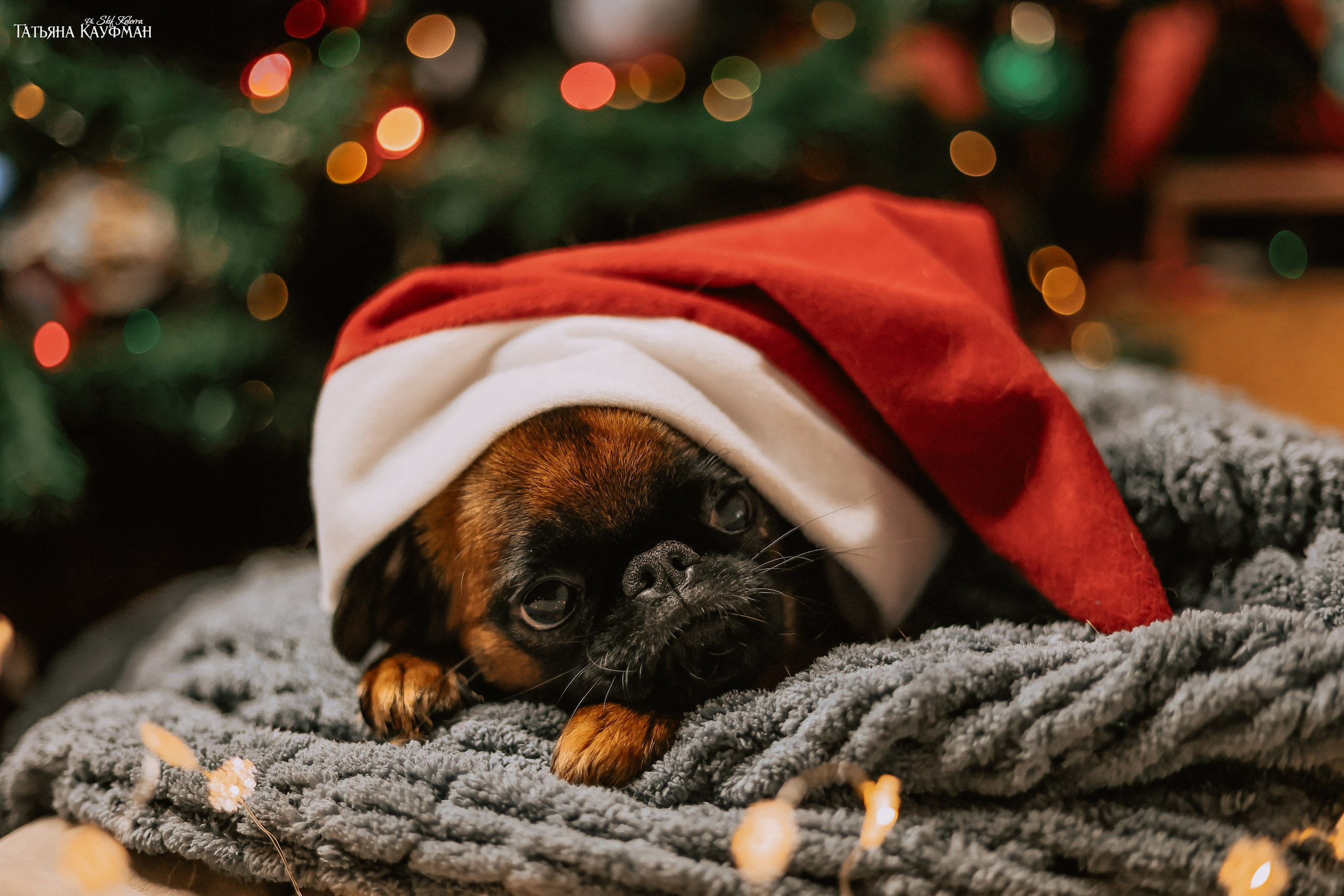 Малый брабансон, фотография брабансон, красивая собака, фотограф анималист, фотокурс Анималистика, научиться фотографировать собак, фотограф Новосибирск