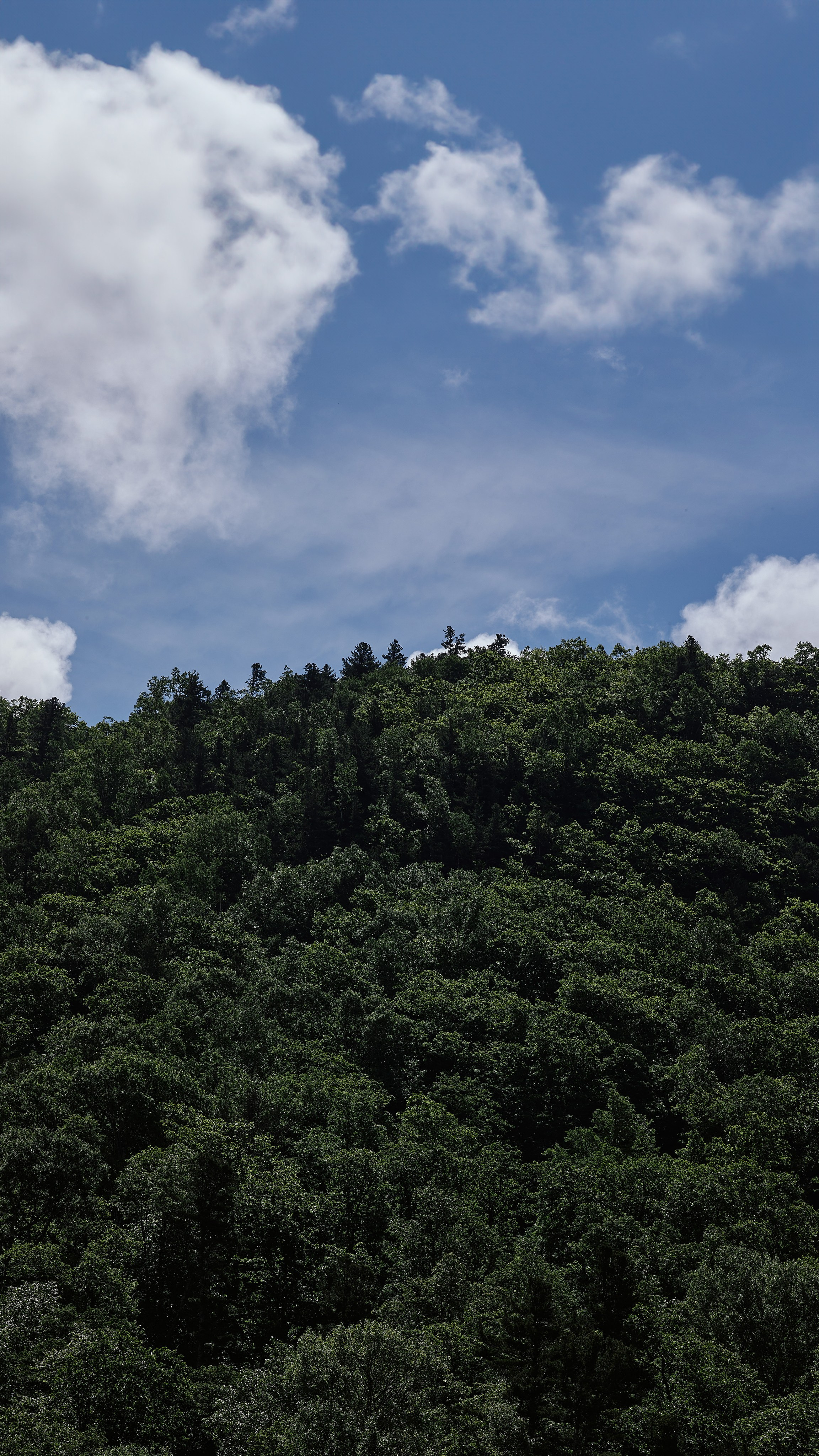 Смешанный хвойный и лиственный лес, красивое голубое небо и белые облака (вертикальный фон)