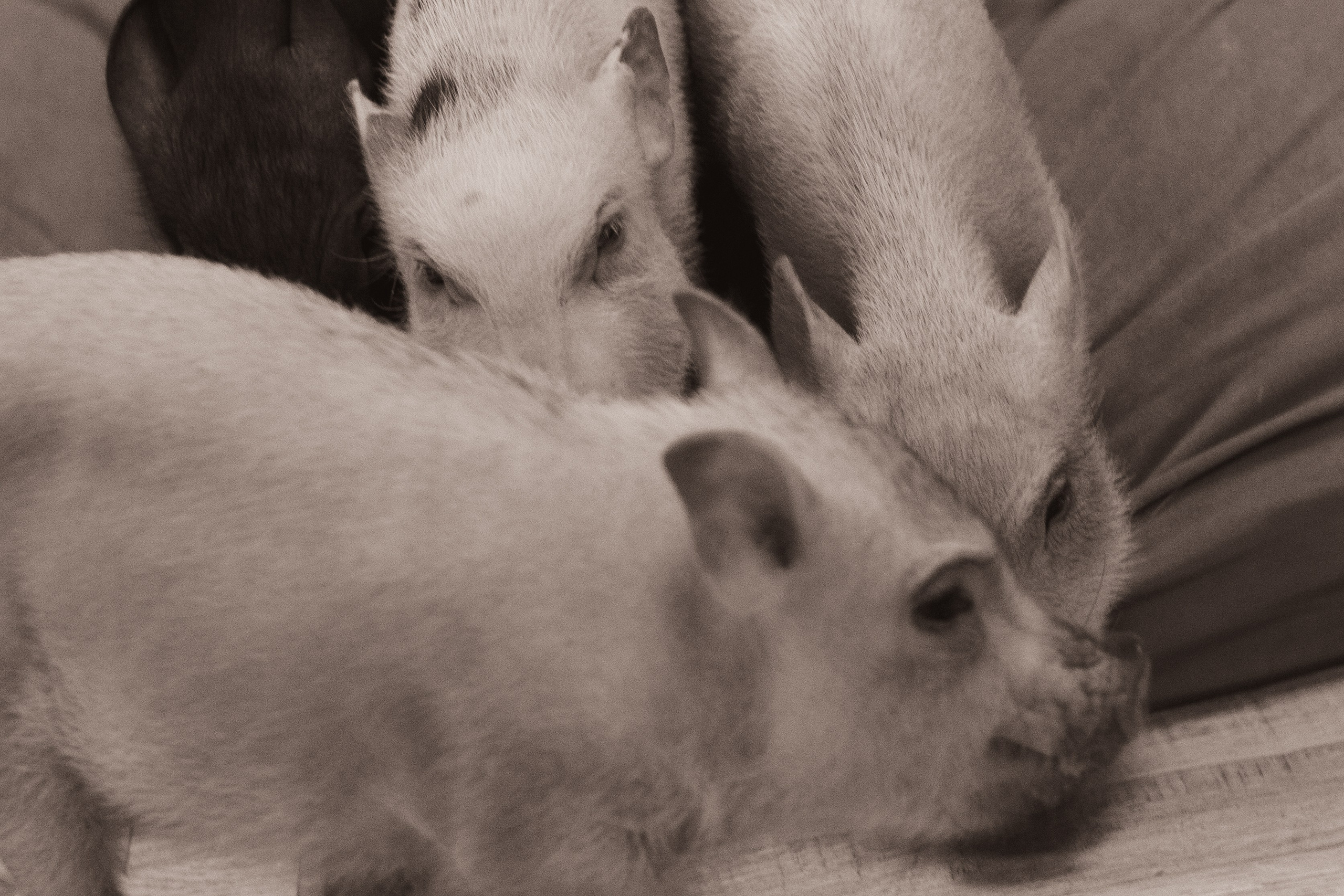 Хрюшки хрюшечные. Фотограф Москва, портрет, стрит, репортаж. Художественная фотосессия