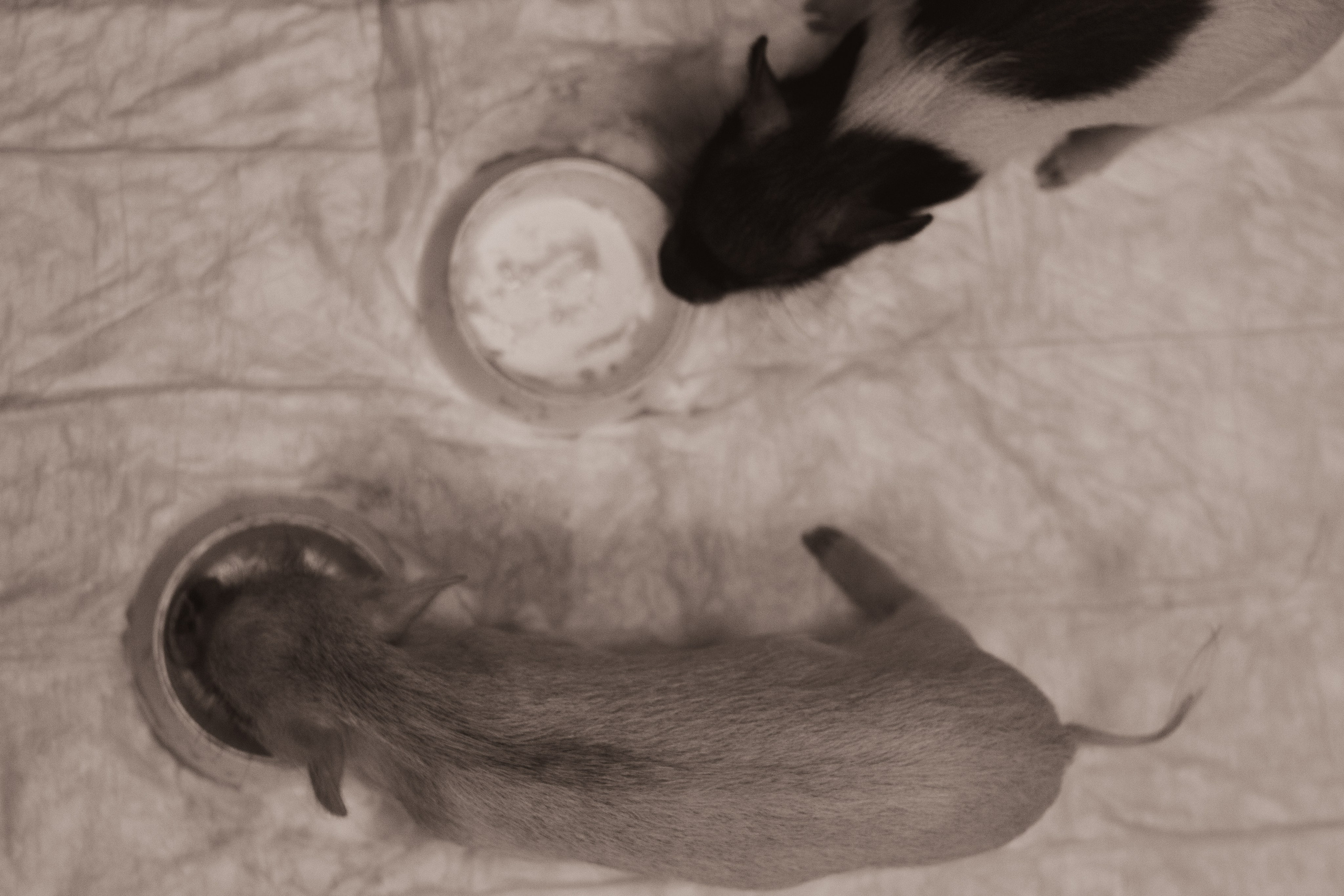 Хрюшки хрюшечные. Фотограф Москва, портрет, стрит, репортаж. Художественная фотосессия