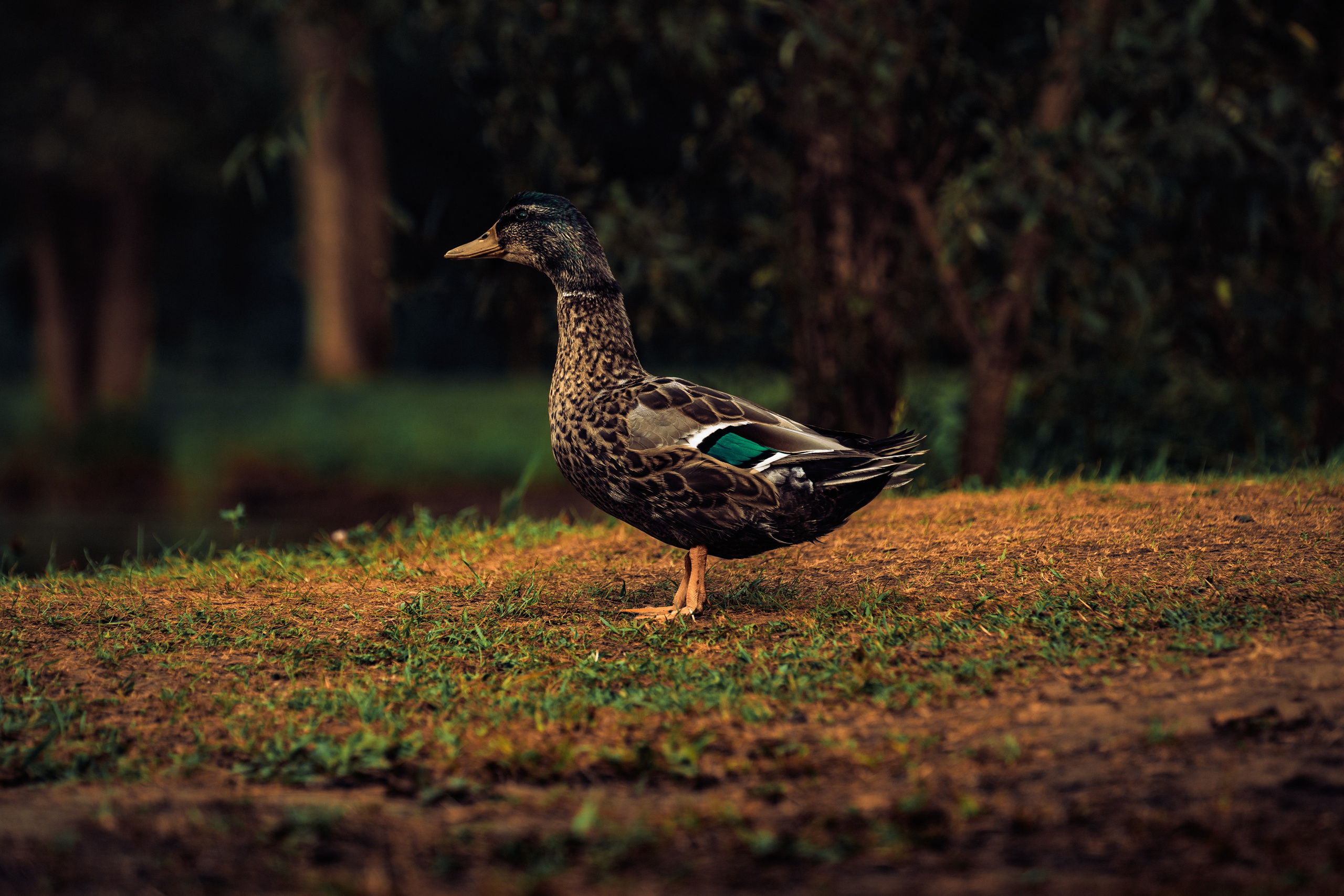 Пруд «Семейный» | с. Петровка. Иван Зайцев (IZIART) — создание культурного кода через фото и видео