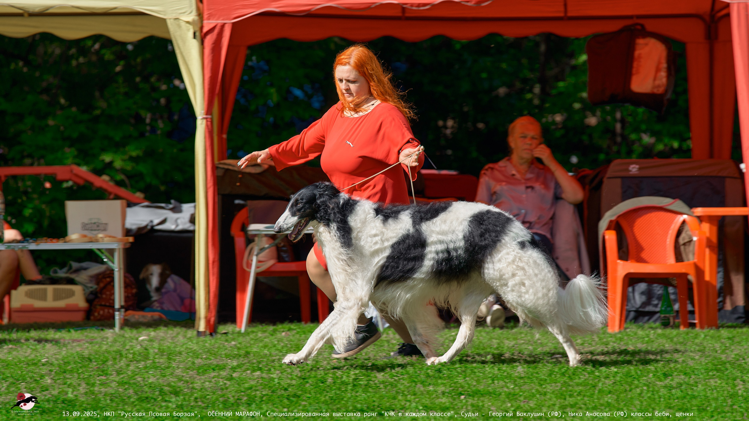 ОСЕННИЙ МАРАФОН | Специализированная выставка породы Русская Псовая Борзая ранг "КЧК в каждом классе"