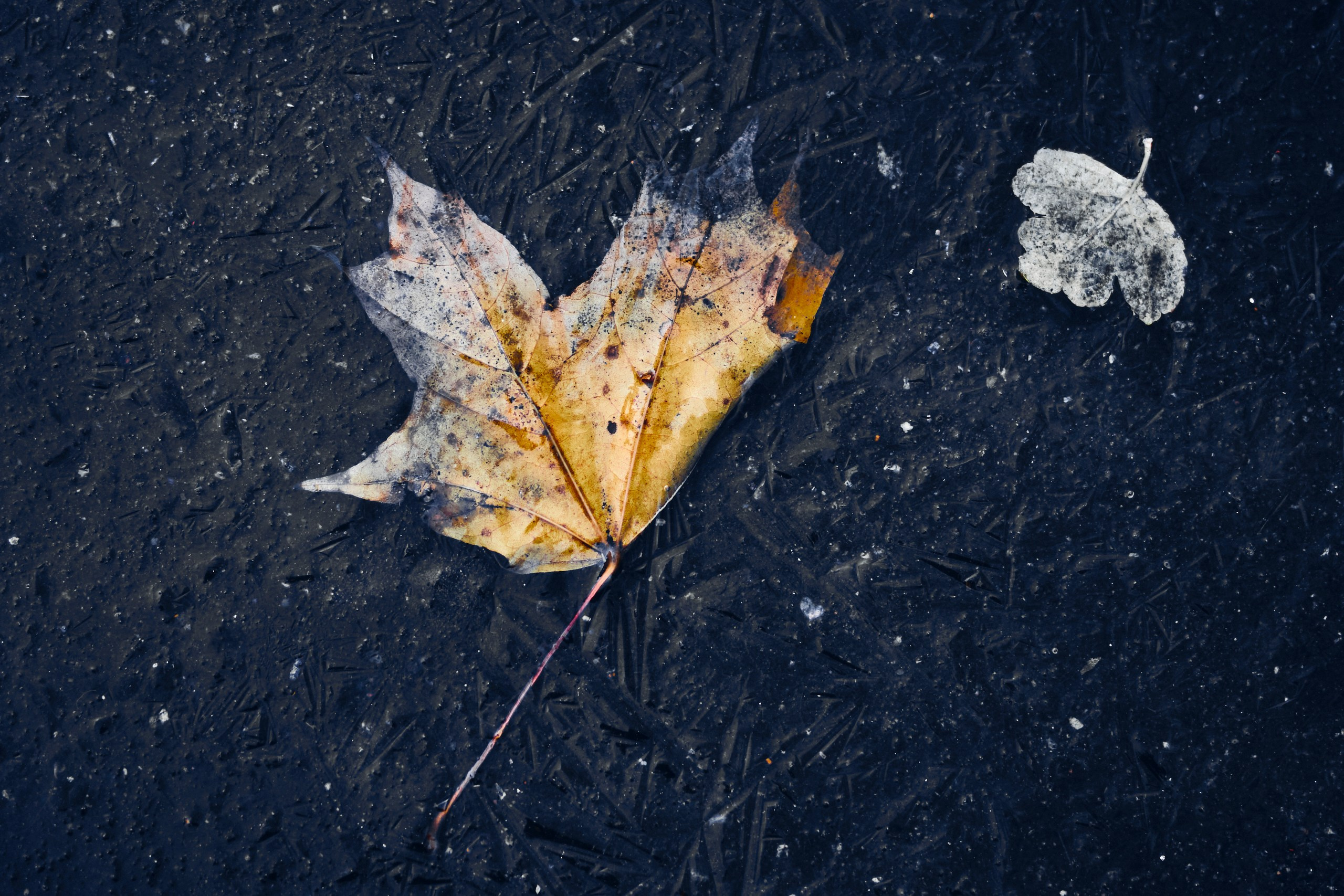 Фотограф Даниил Богомолов, Санкт-Петербург