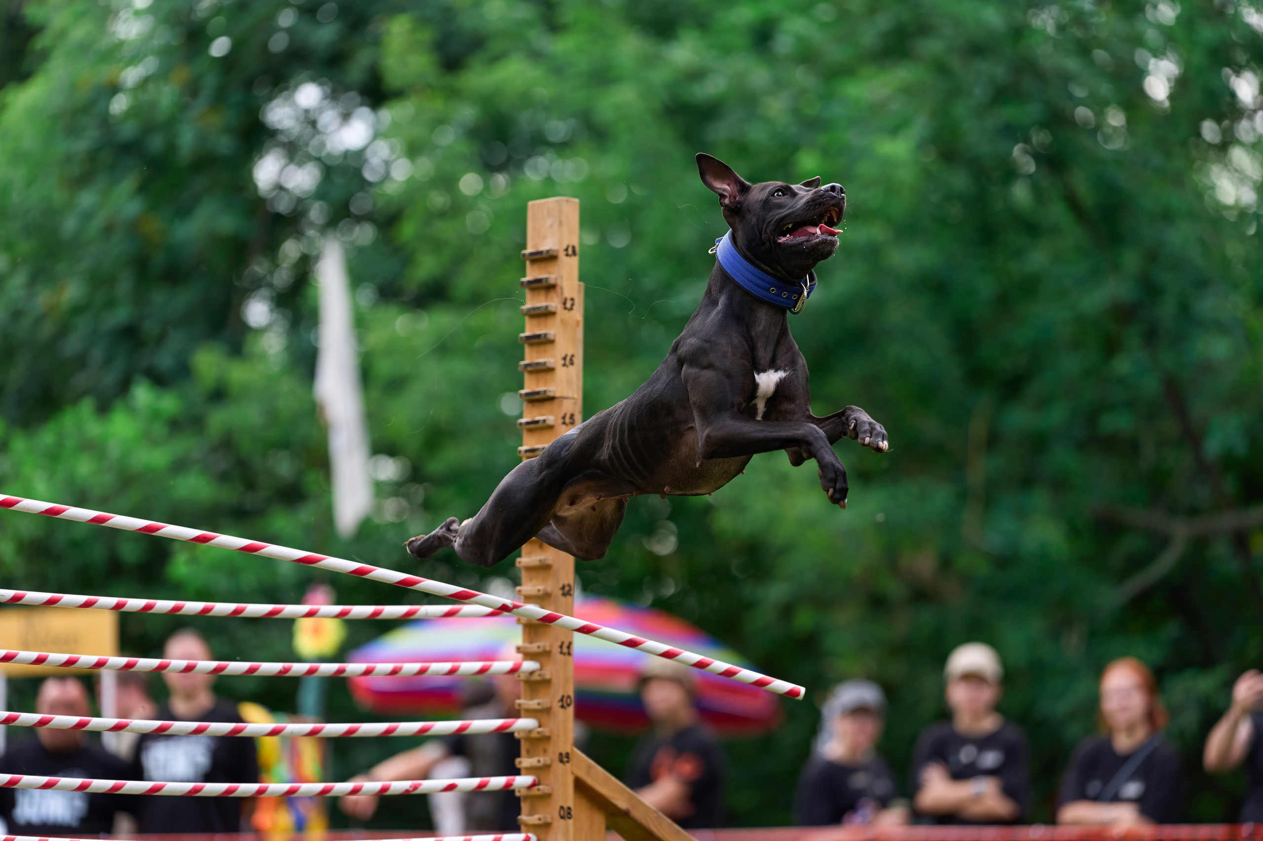 Jump'n'Gym JUMP! — 2024. Фотограф-анималист Михаил Манухин