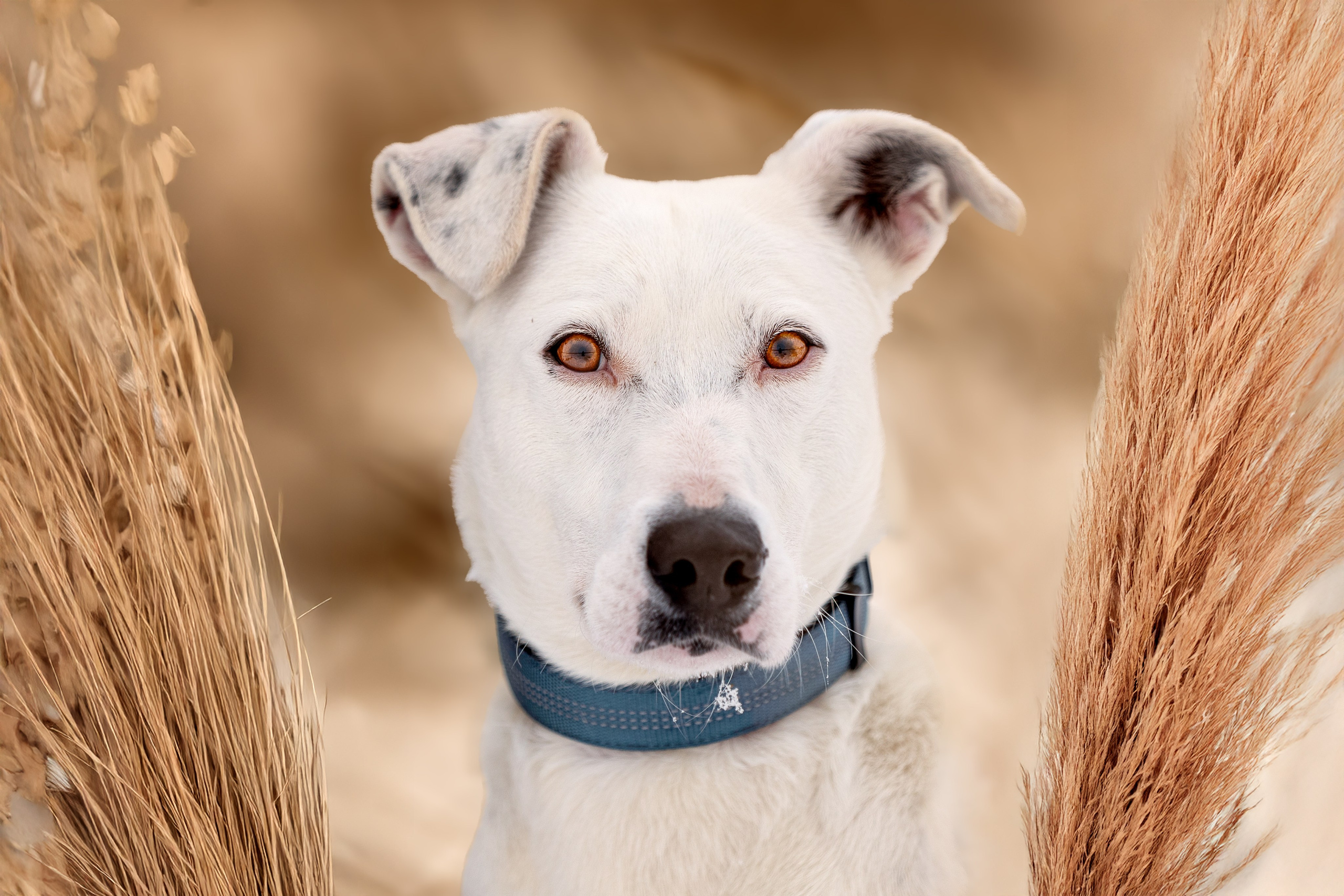 ИЩУТ ДОМ. Фотограф-анималист в Москве и Подмосковье