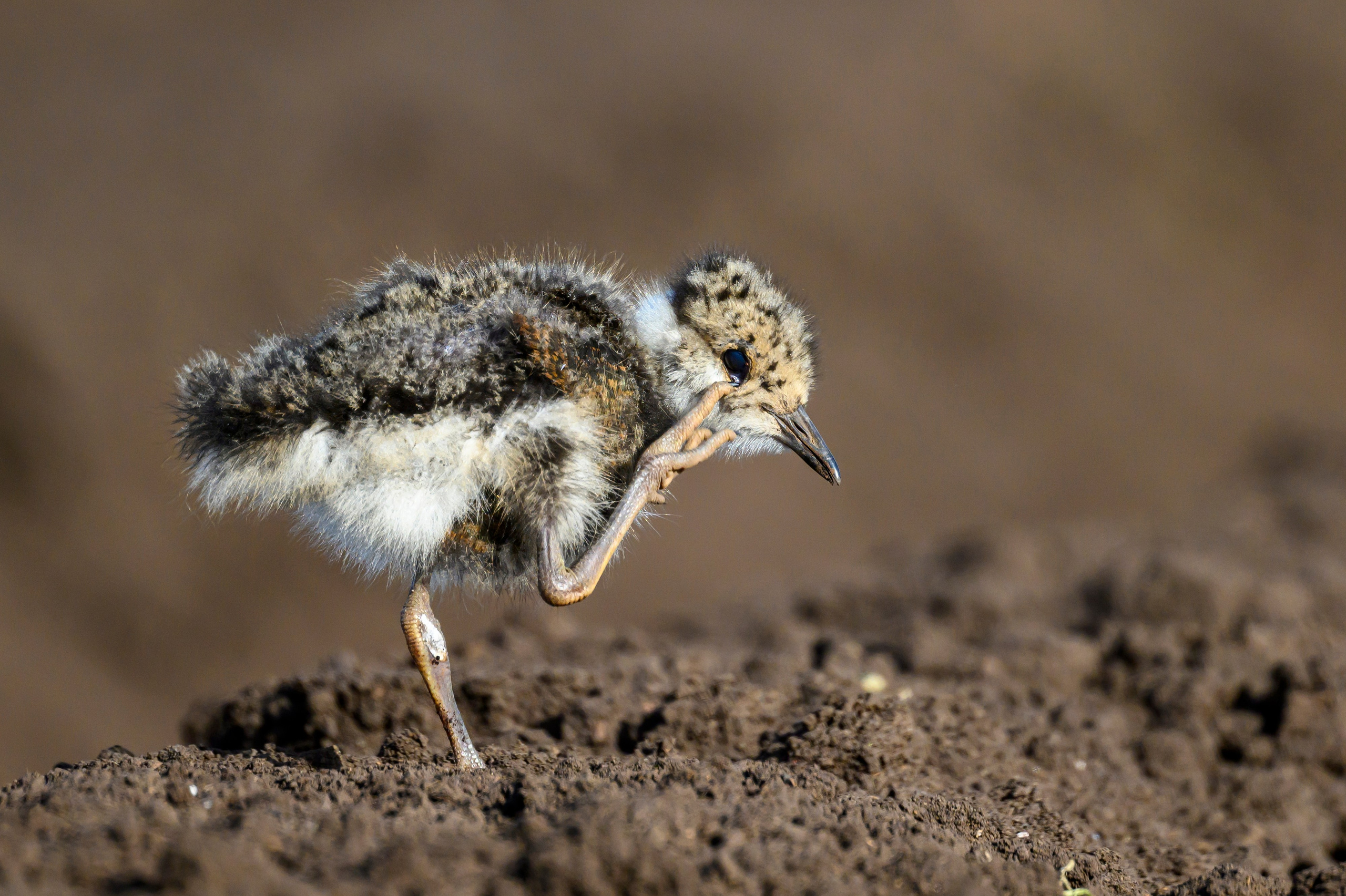 Лето. Фотограф Сергей Пупонин