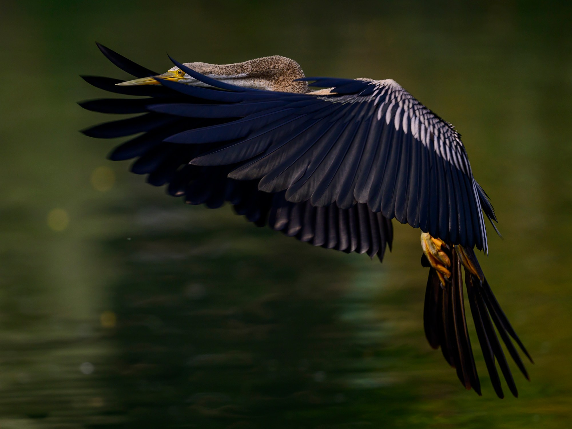 Анималистика. Фотограф Сергей Пупонин
