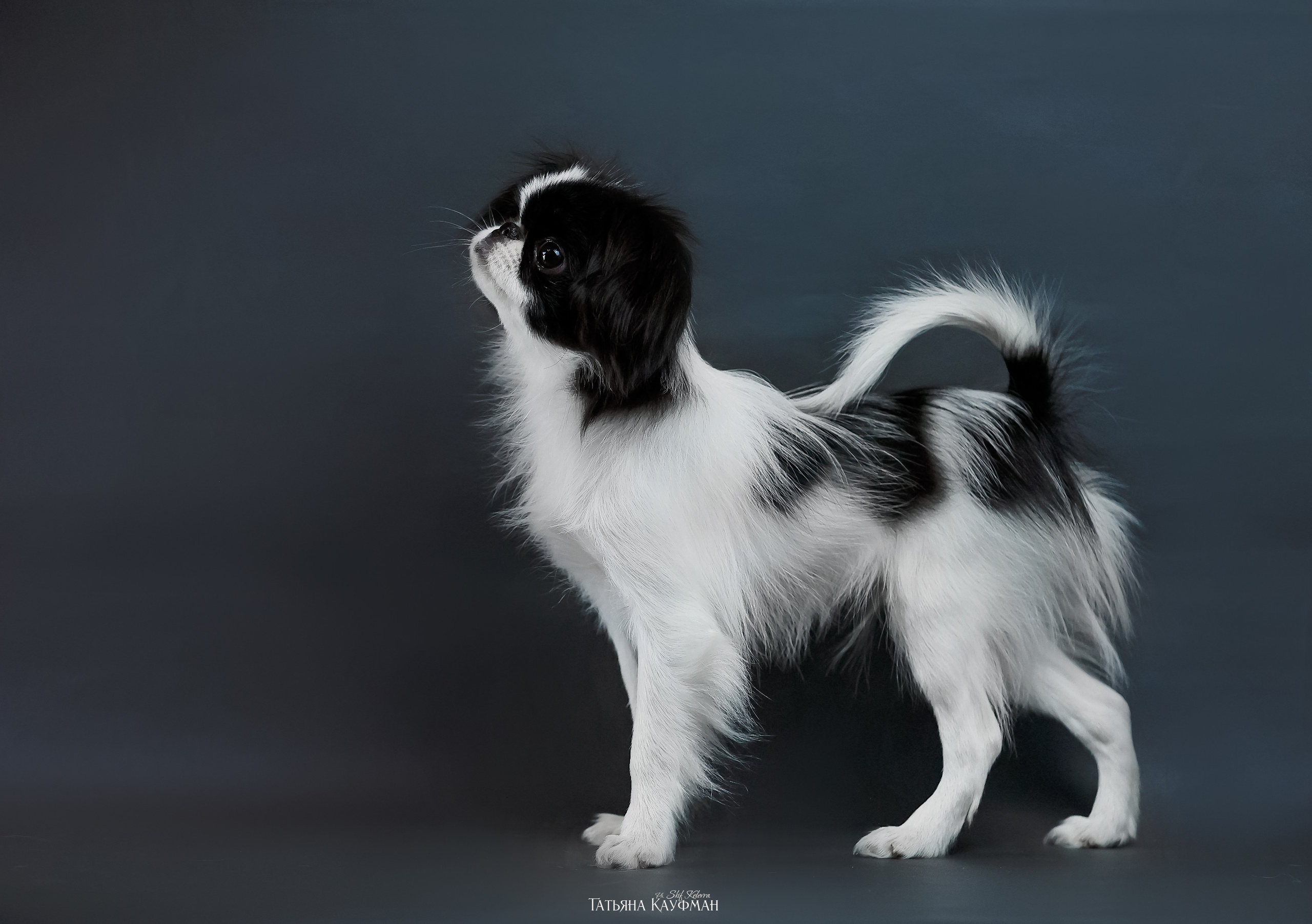 Японский хин, фотография японский хин, красивая собака, фотограф анималист, фотокурс Анималистика, научиться фотографировать собак, фотограф Новосибирск, фотостудия Скифки, студийная фотография