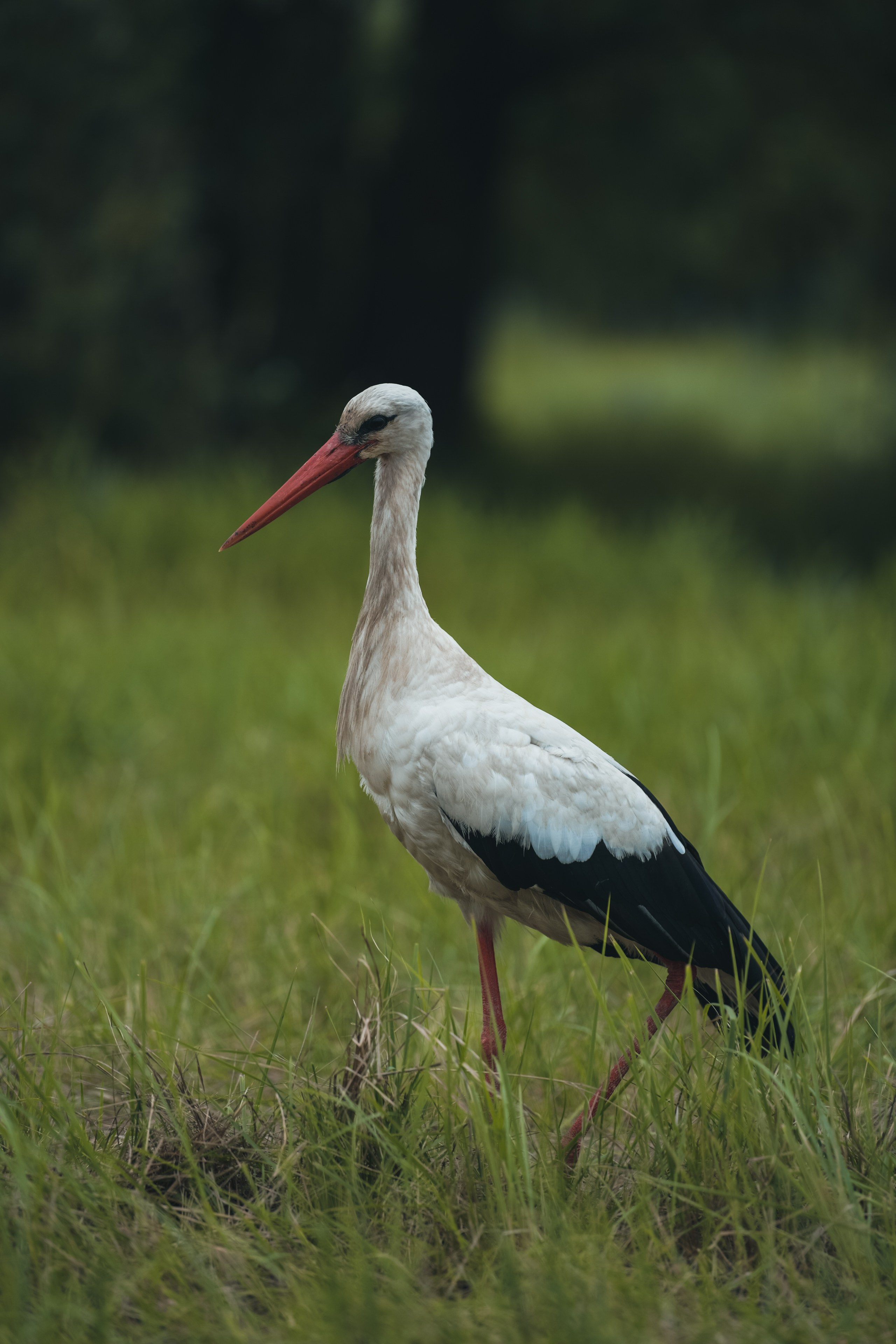 Репортажный фотограф Владимир Беляй