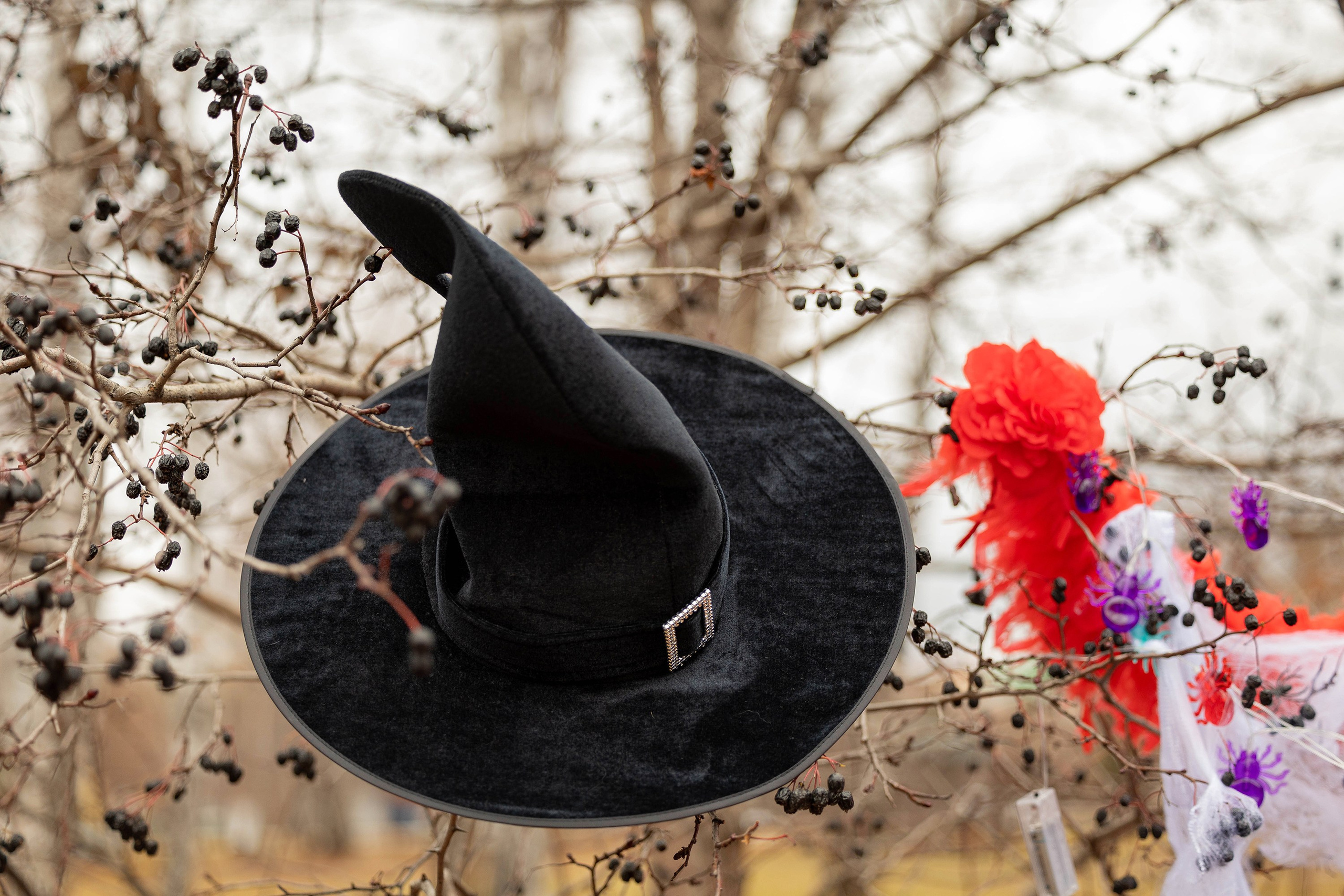 Корги-туса. Фотограф-анималист в Омске Екатерина Маричева