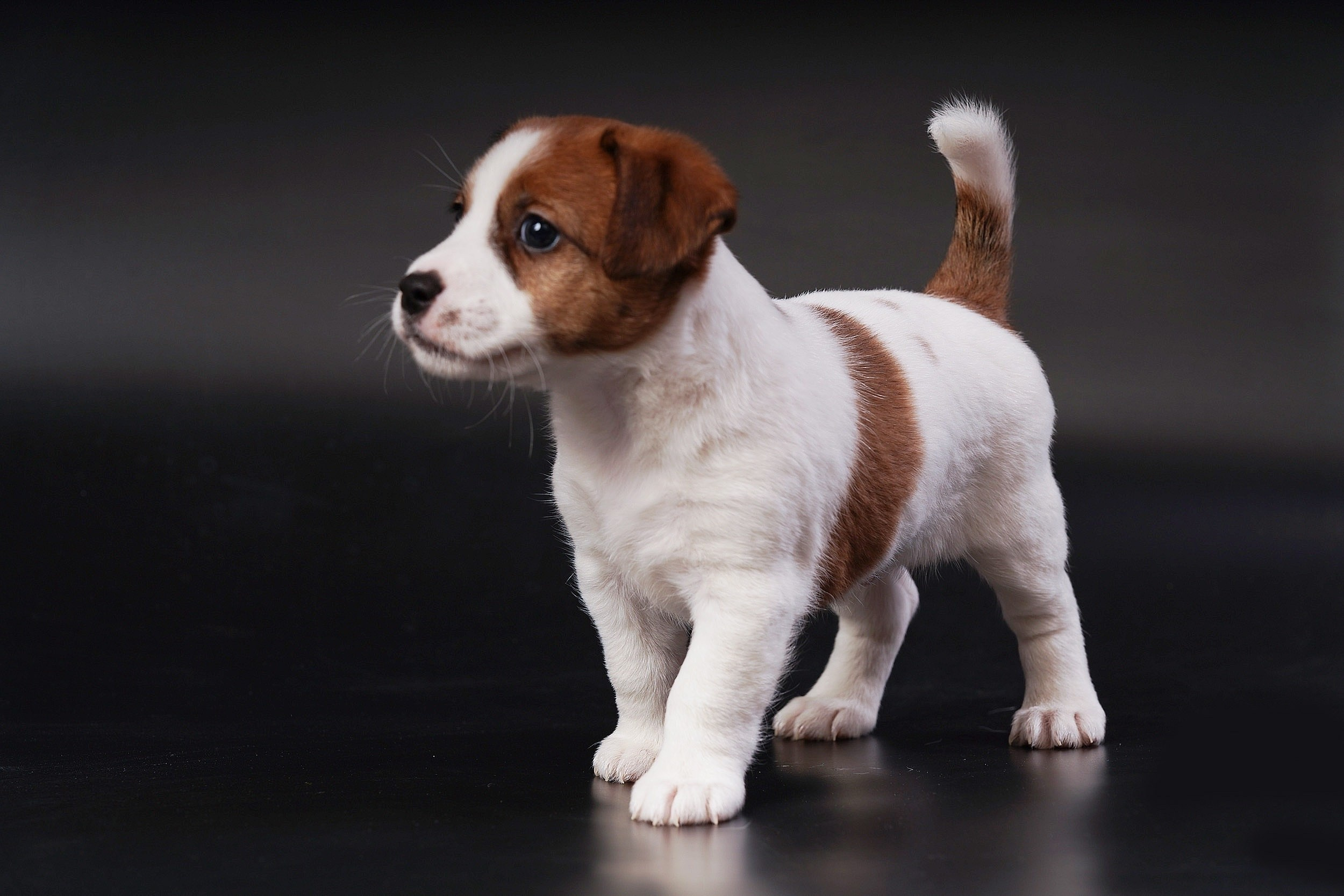 СЪЕМКА СОБАК. Спортивный фотограф Нижний Новгород