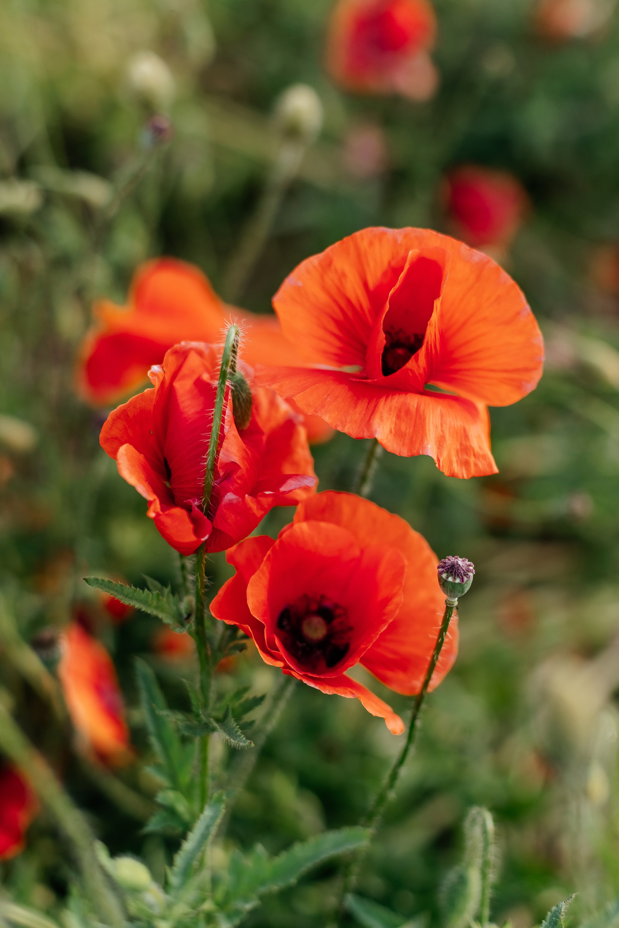 Animal. Фотограф Краснодар Марго Хелбен