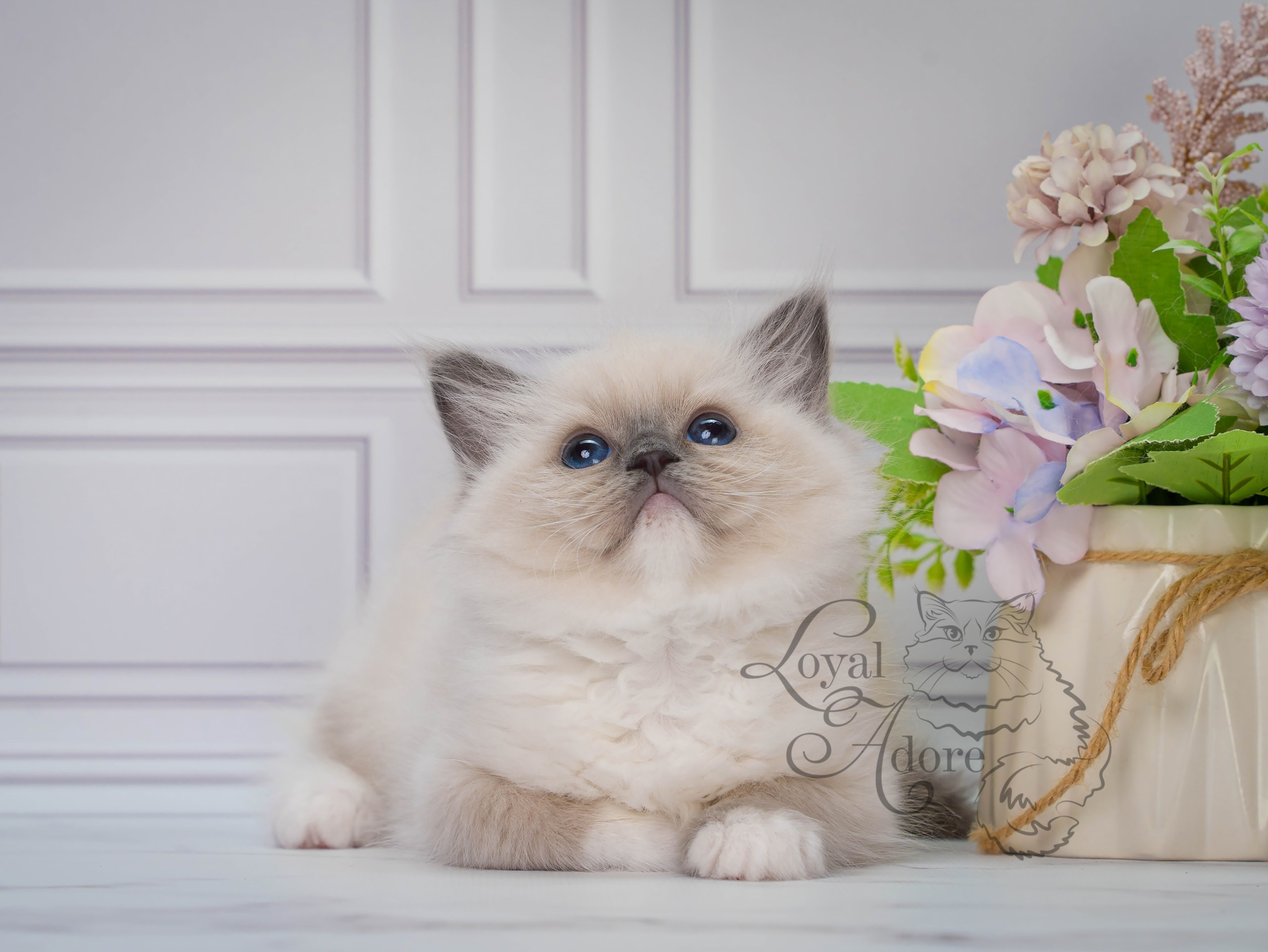 Котята рэгдолл от Loyal Adore. Питомник рэгдолл Loyal Adore