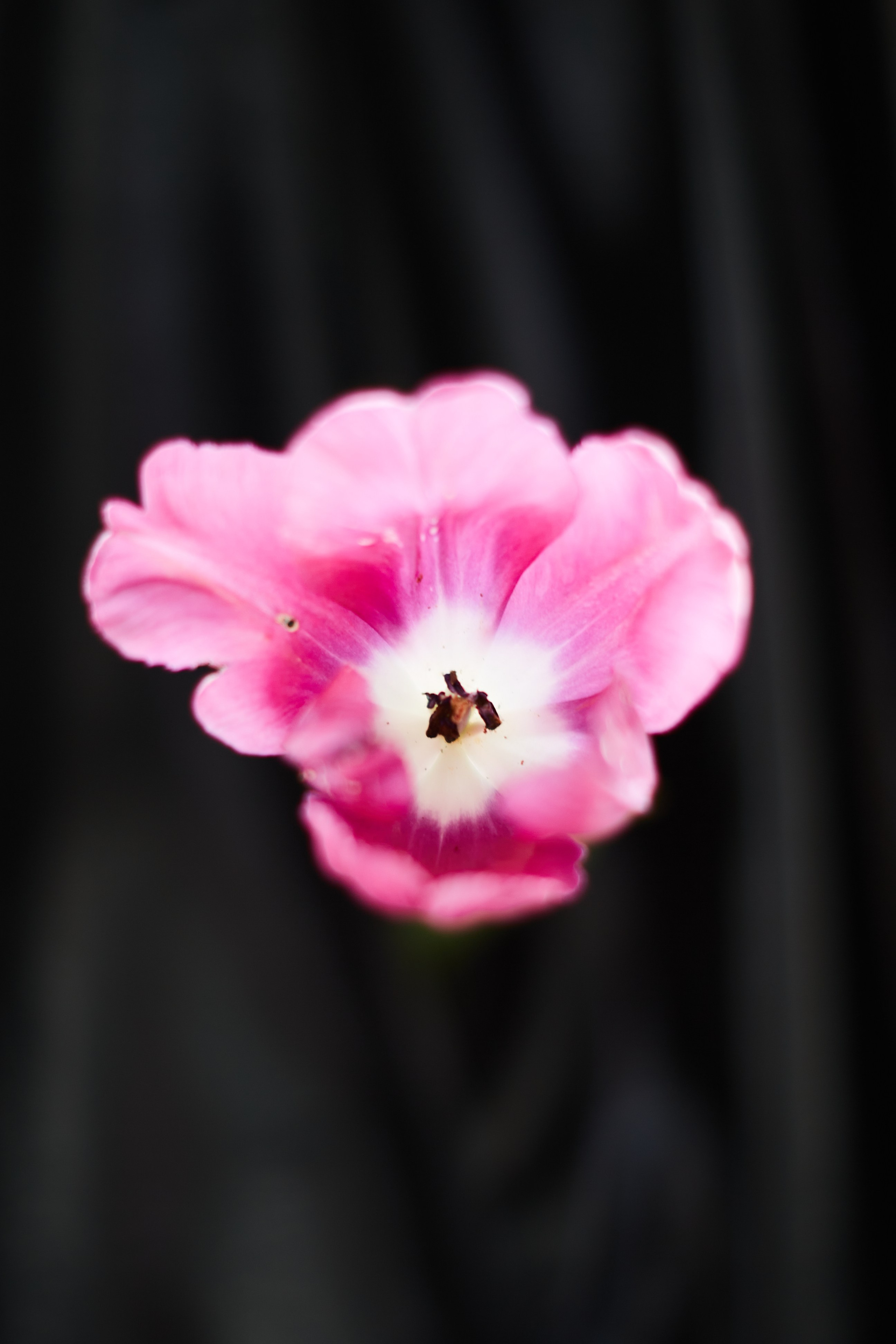 HEYDAY. Daria Blinova