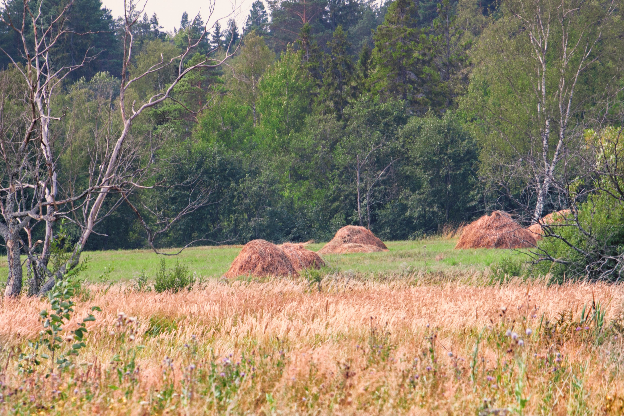 Тишина. Свадьбы, портретная, предметная съемка. Фотограф Александр К