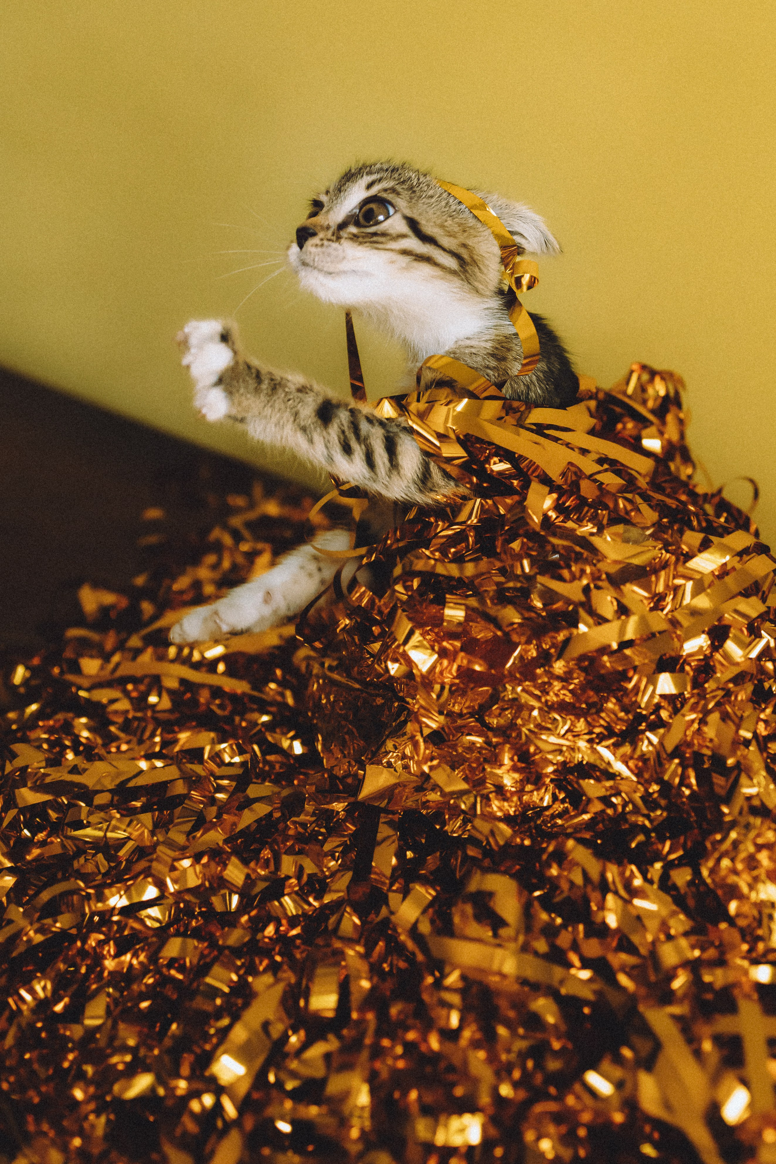 Более 30 идей для фотосессии с котенком