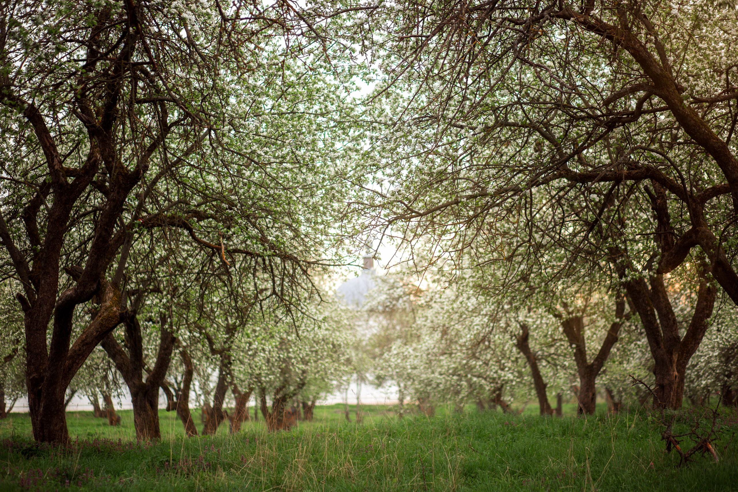 Свенский монастырь. Семейный и детский фотограф |Брянск| Анастасия Перепелкина