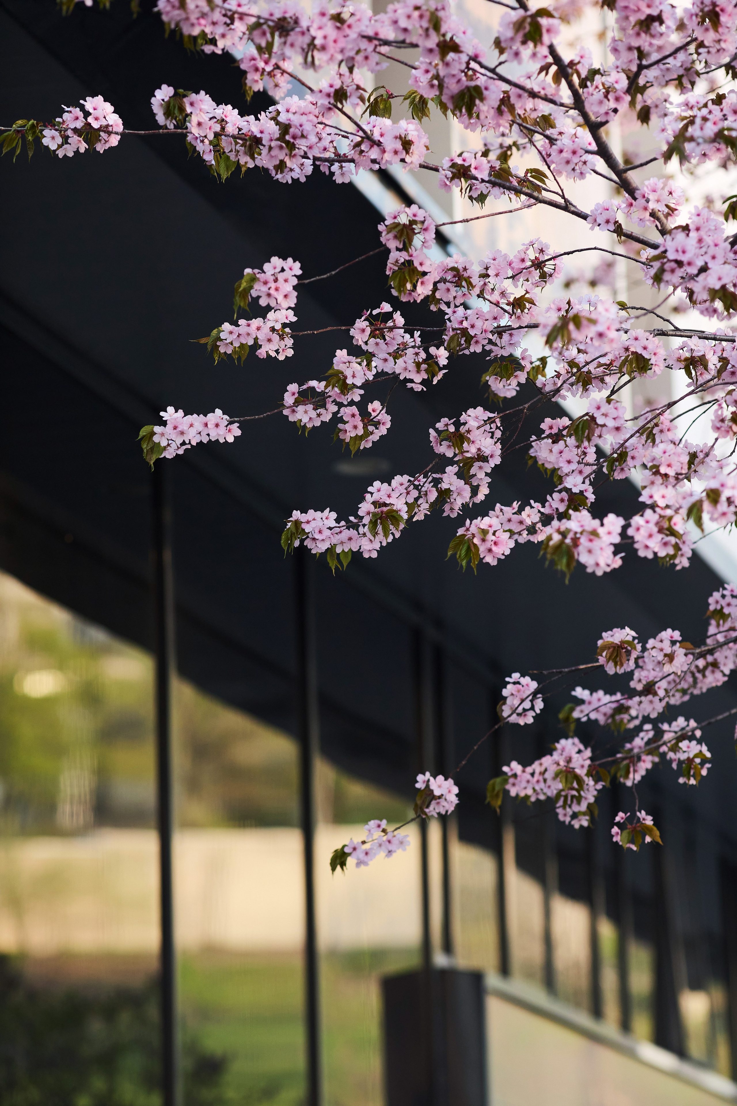 Цветущие деревья - фото в центре Владивостока (сакура рядом с театром имени Максима Горького)