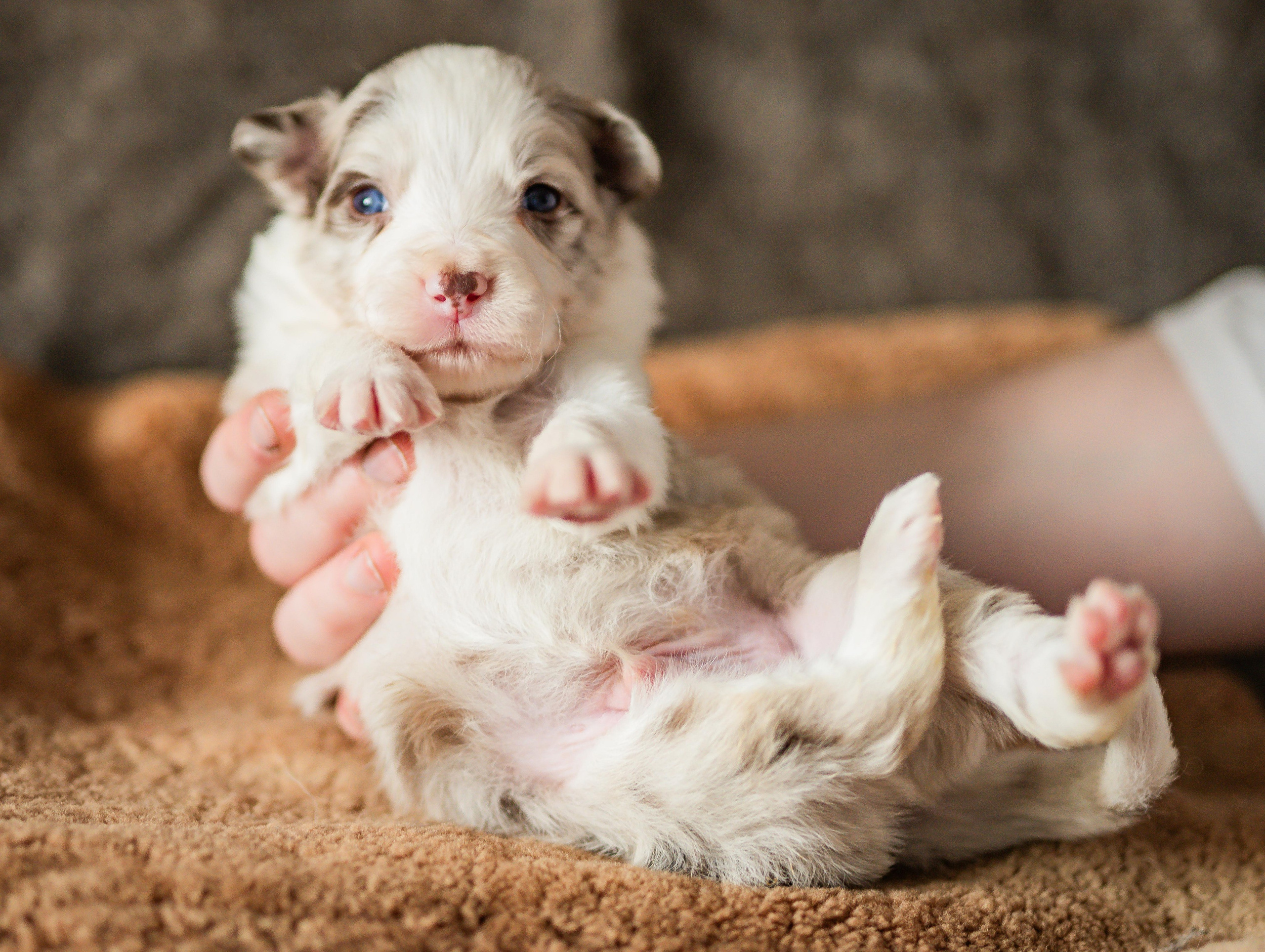 Фритсвит. Семейный фотограф Ефремова Виктория