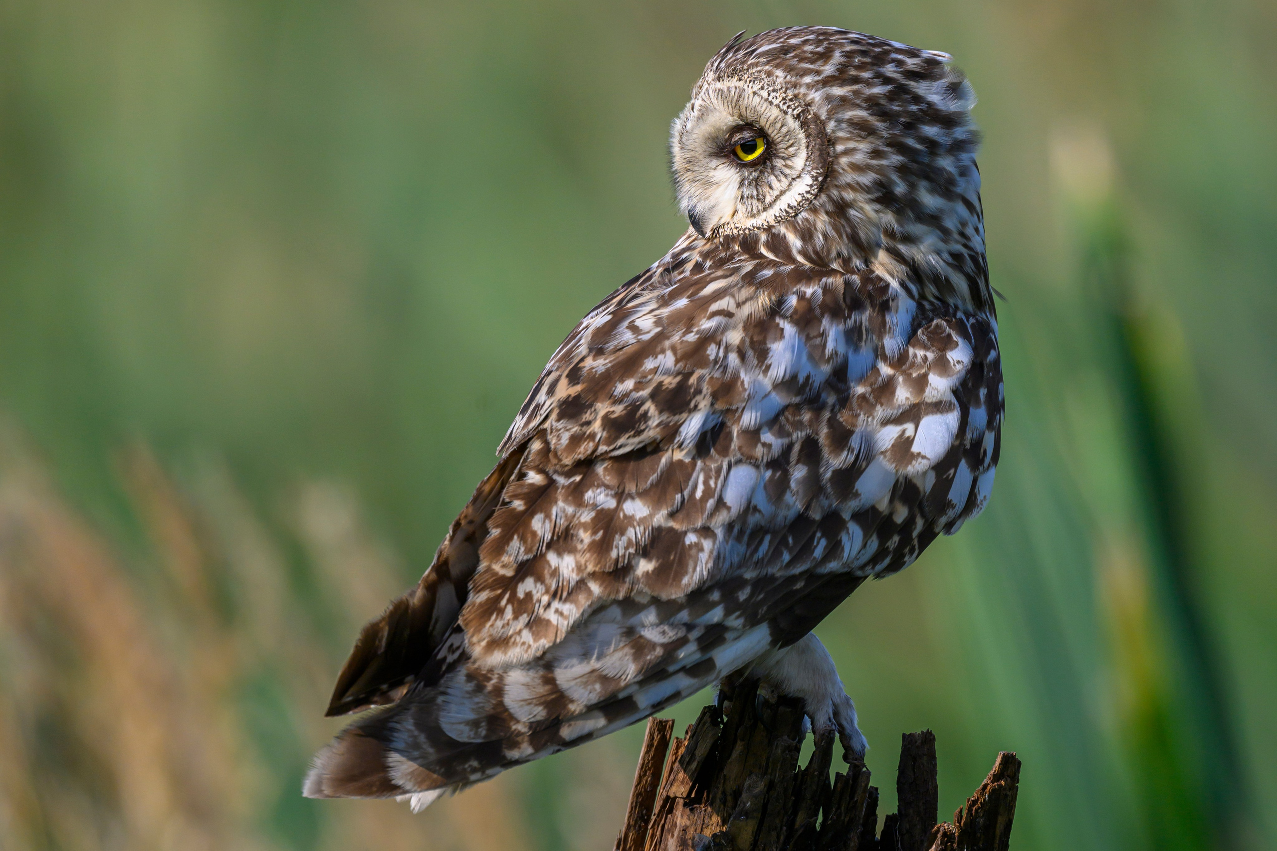 Совы умеют улыбаться. Owl can smile. Wildlife photography by Sergey Puponin