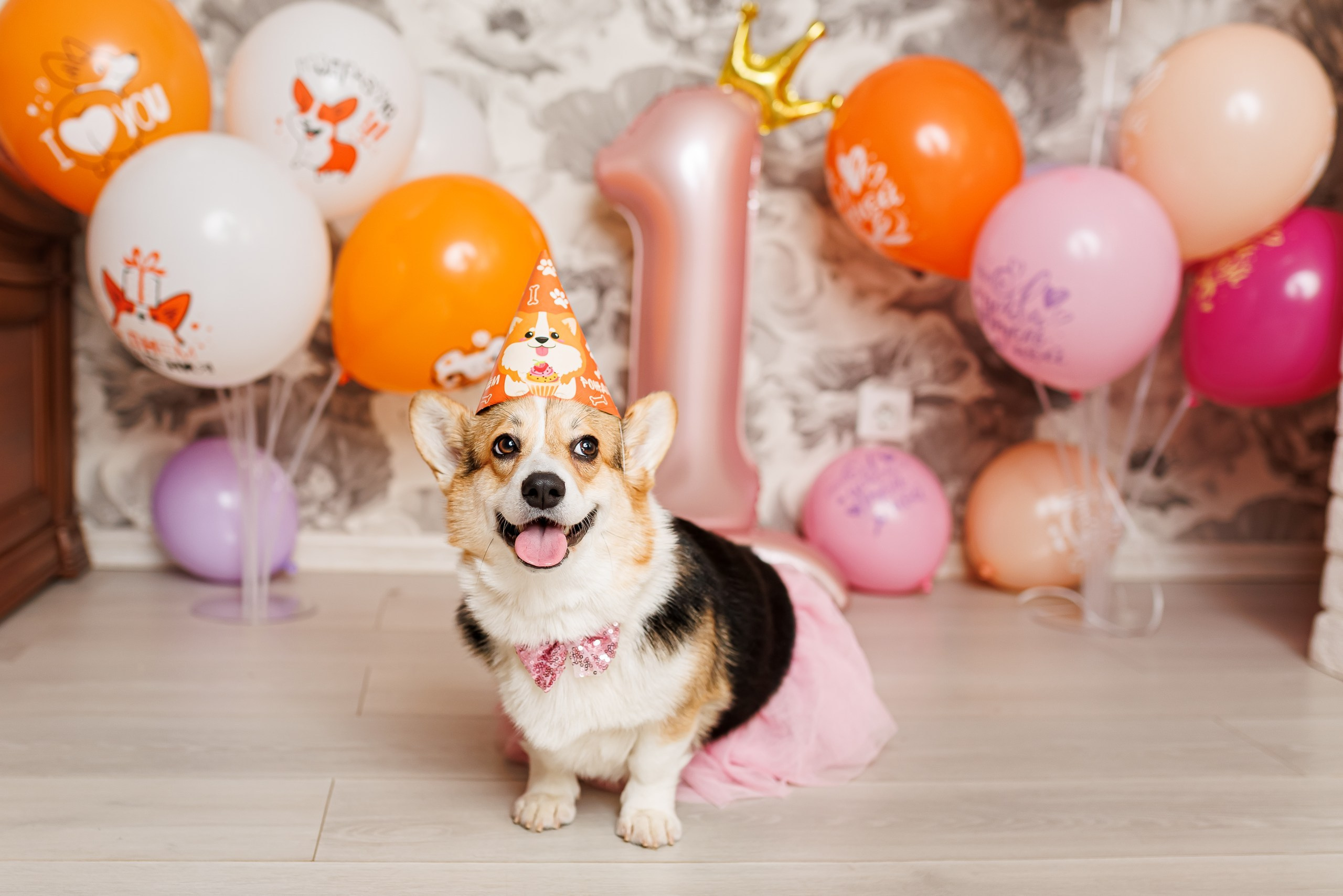 День рождения корги 🐕. Семейный и детский фотограф Комина Елена, Власиха, Одинцово
