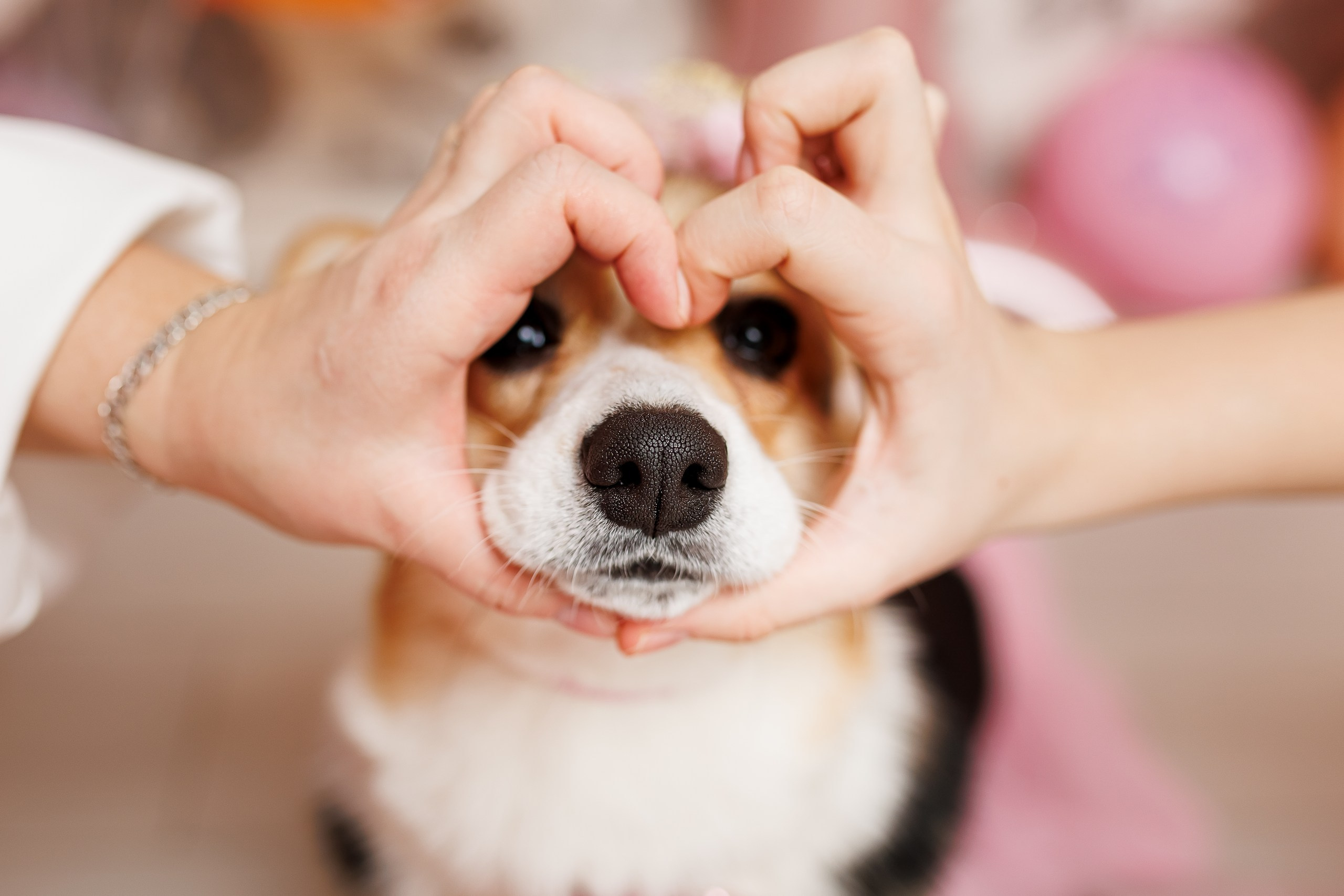 День рождения корги 🐕. Семейный и детский фотограф Комина Елена, Власиха, Одинцово