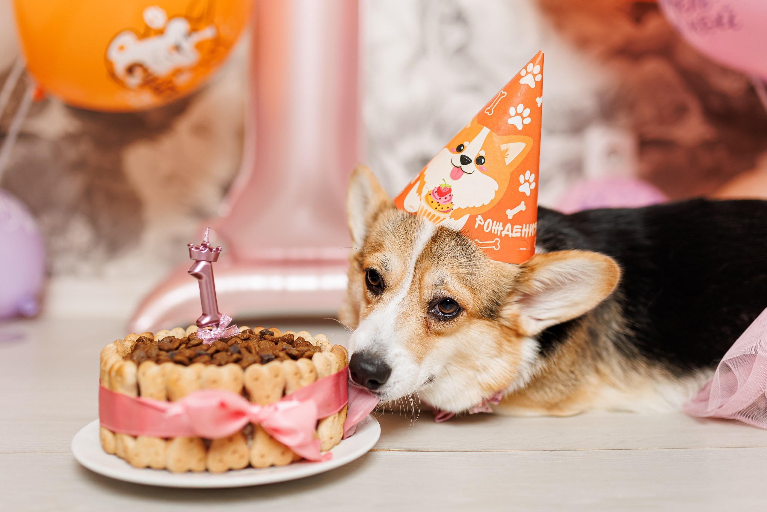 День рождения корги 🐕. Семейный и детский фотограф Комина Елена, Власиха, Одинцово