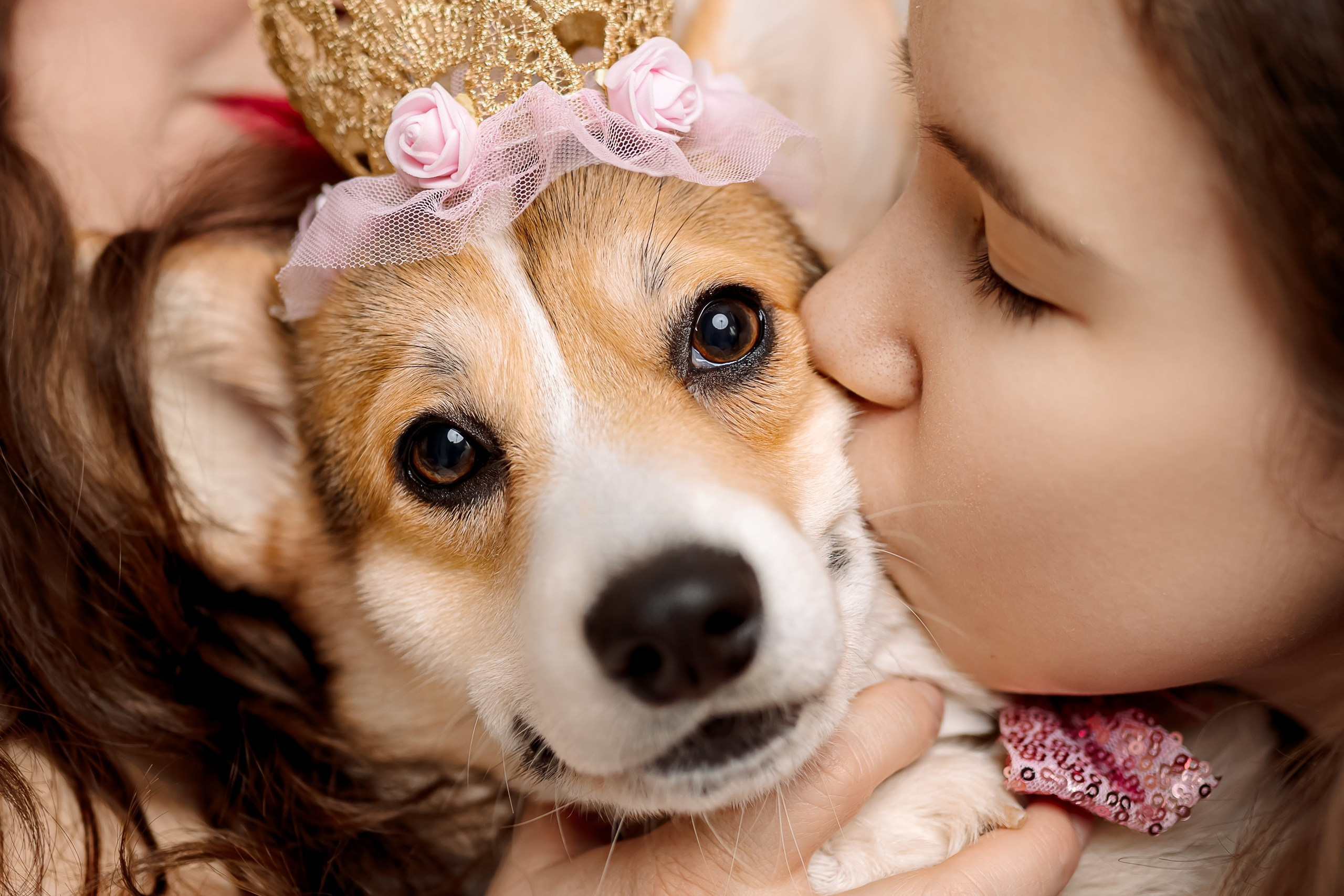 День рождения корги 🐕. Семейный и детский фотограф Комина Елена, Власиха, Одинцово