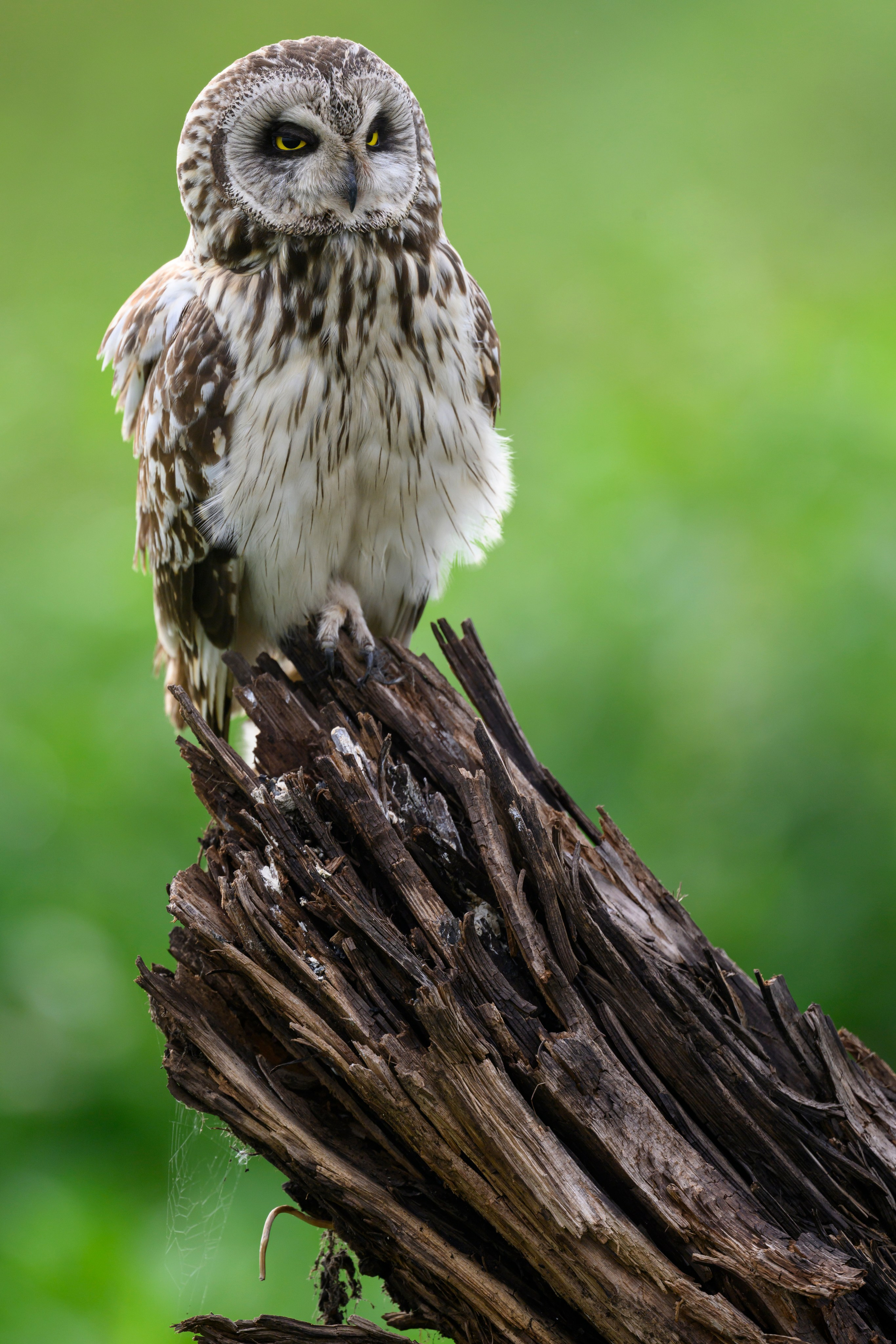 Мэрилин Монро | Marilyn Monroe. Фотограф Сергей Пупонин