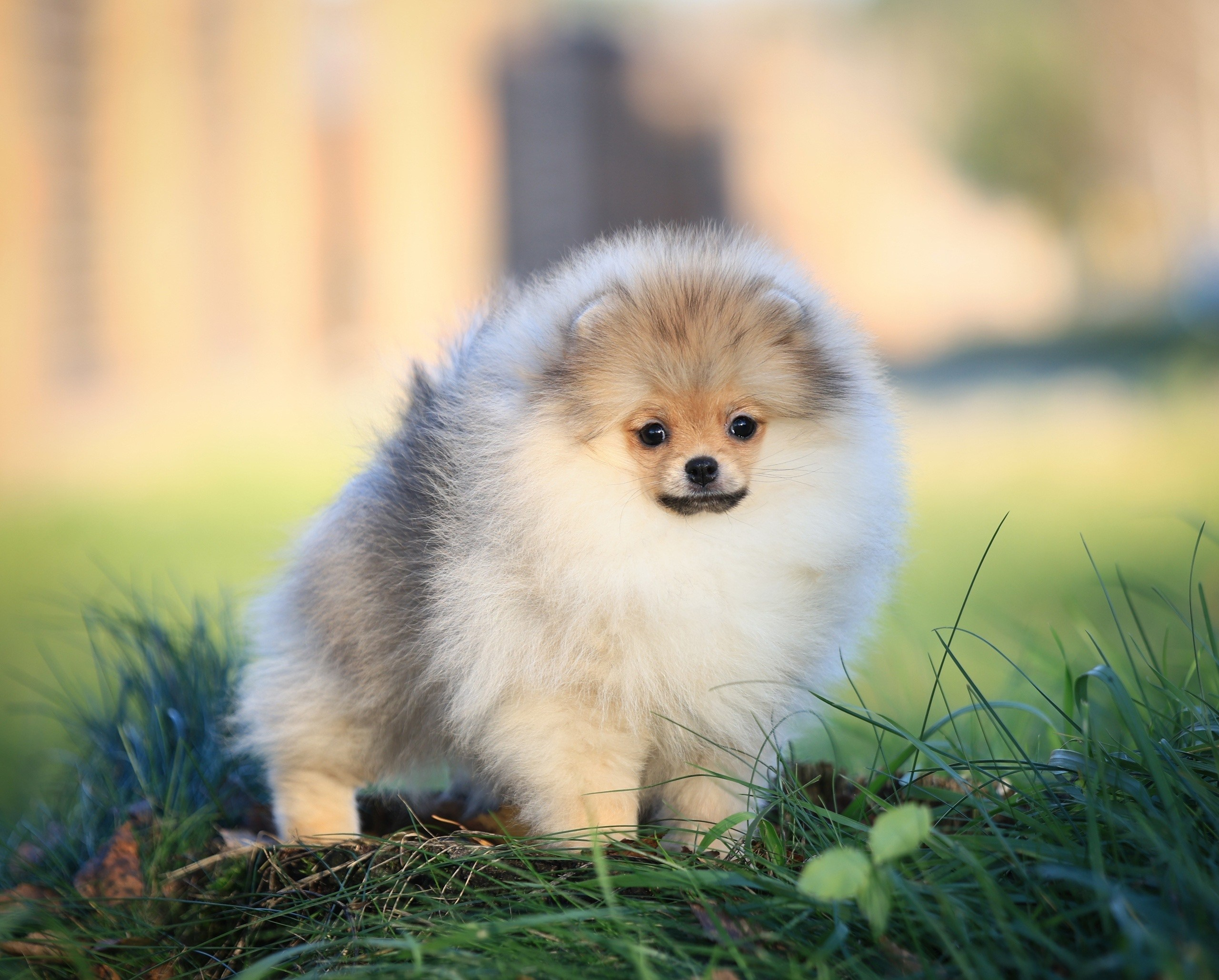 Шпицы. Купить щенка Вельш-корги-кардиган в семейном питомнике — Ice Fantasy