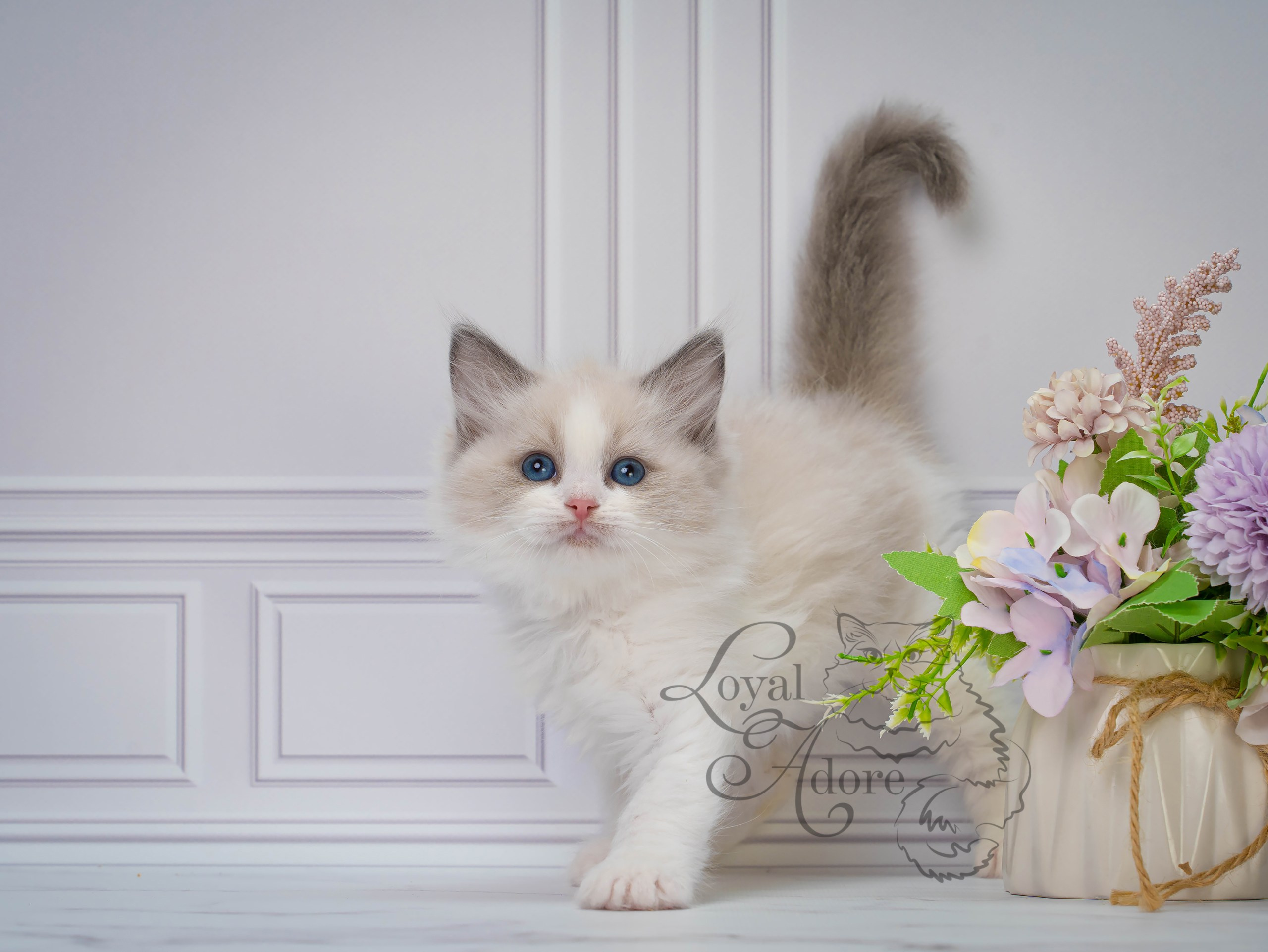 Все свободные котята. Питомник рэгдолл Loyal Adore